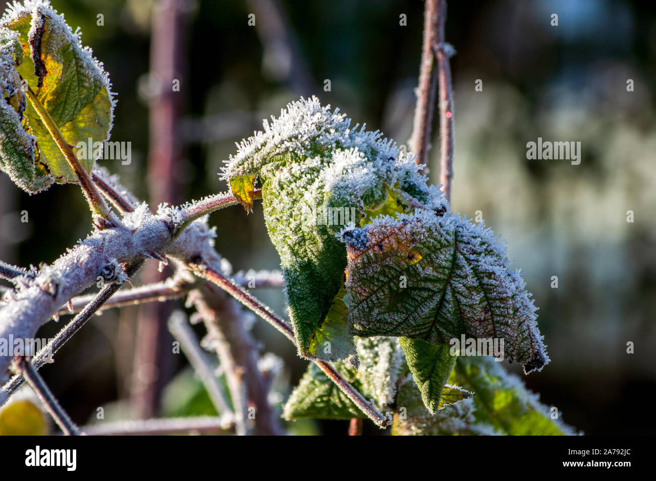 ice crystals of hoar frost on leaves of a raspberry bush in october in morning light Stock Photo