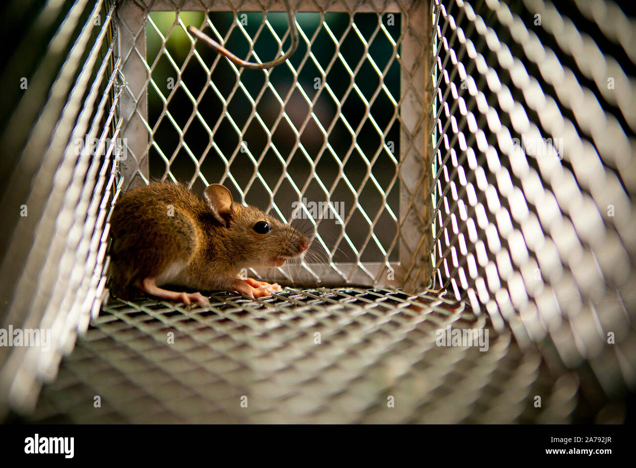 little rat traped in mousetrap cage Stock Photo - Alamy