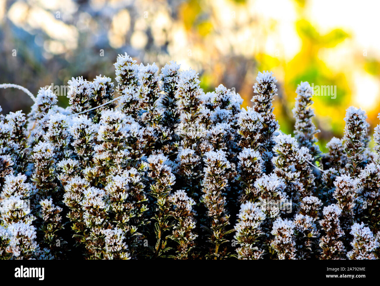 hoar frost ice crystals of first october frost on Summer Savory (Satureja hortensis) plants with bokeh background in morning sunlight Stock Photo