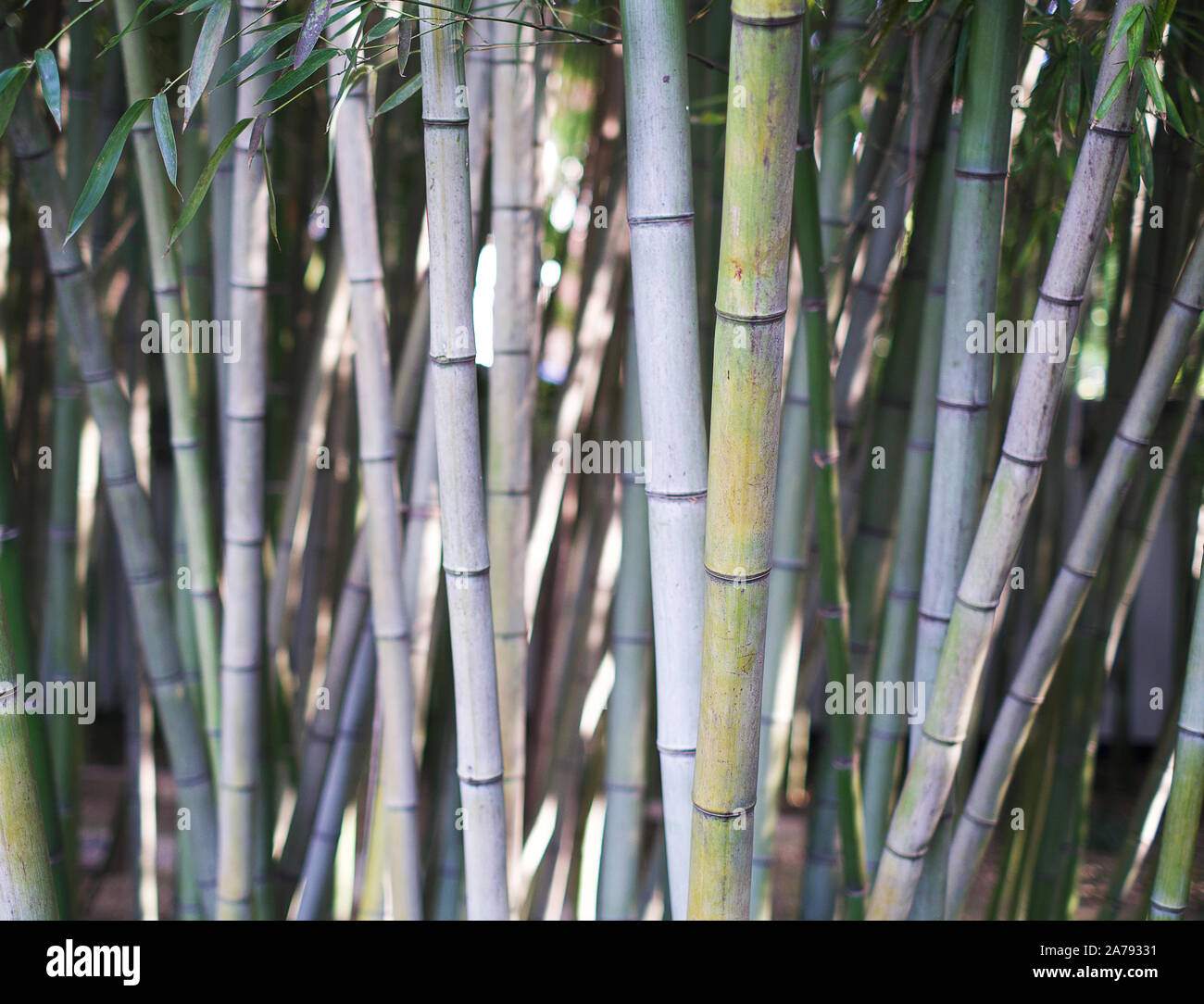 Bamboo trees in Shanghai, China garden Stock Photo Alamy