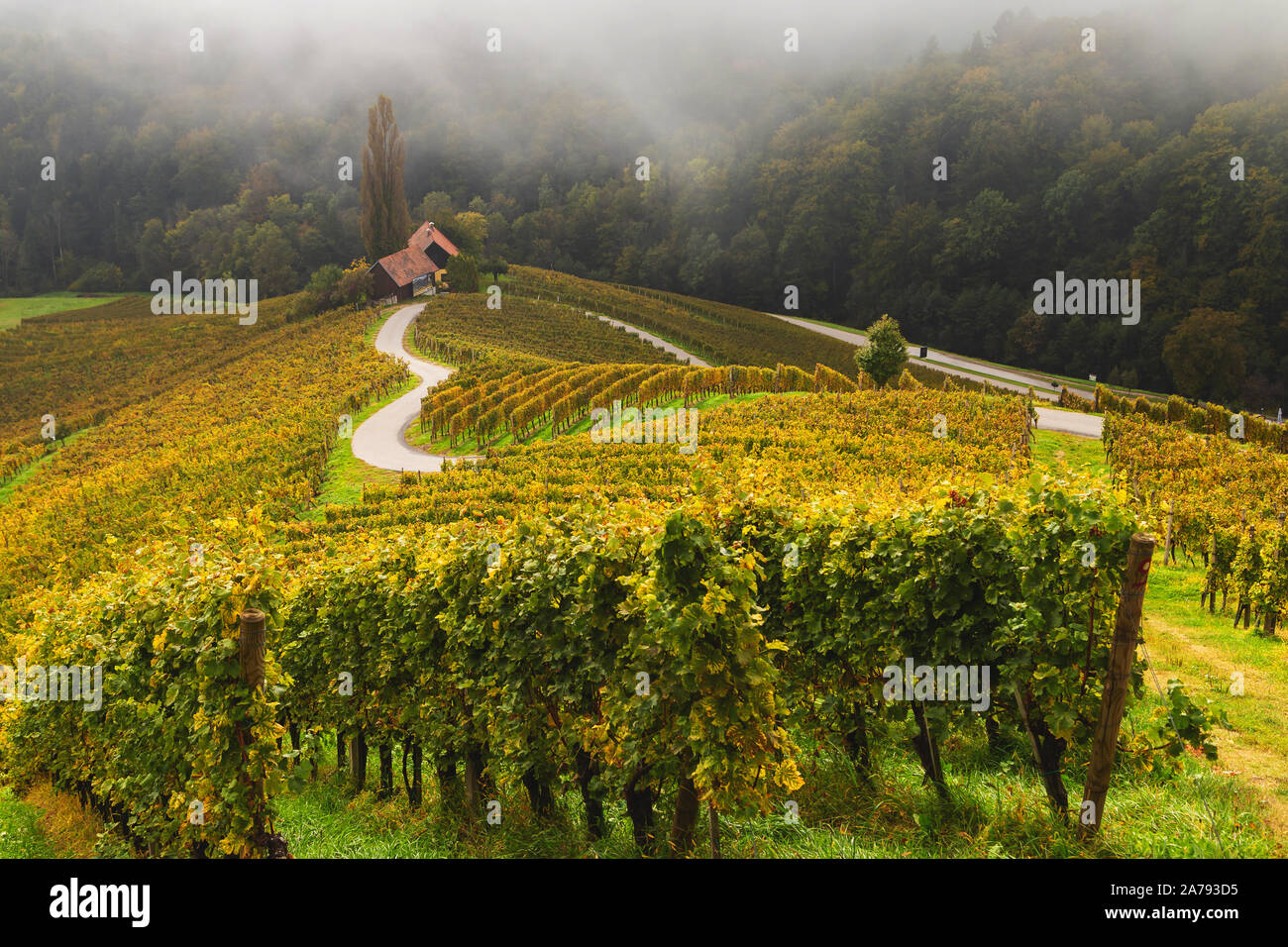 Autumn landscape of famous Slovenian and Austrian heart shape wine road among vineyards in Slovenia, near Maribor Stock Photo