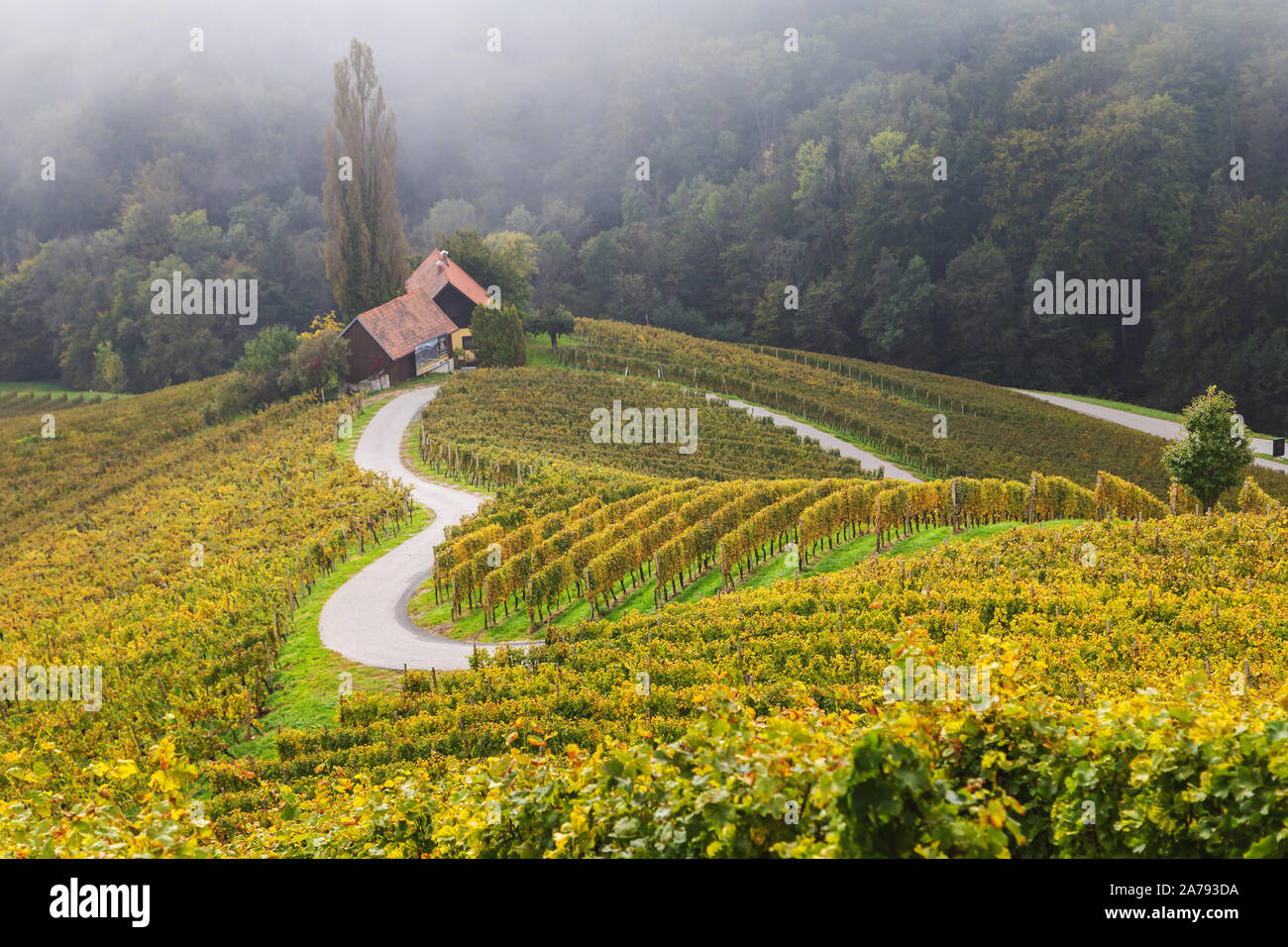 Autumn landscape of famous Slovenian and Austrian heart shape wine road among vineyards in Slovenia, near Maribor Stock Photo