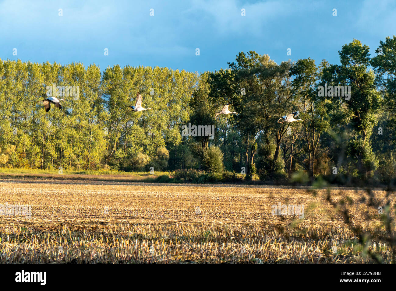 Cranes on a cow field, Grus Grus near Linum in Brandenburg, Germany Stock Photo