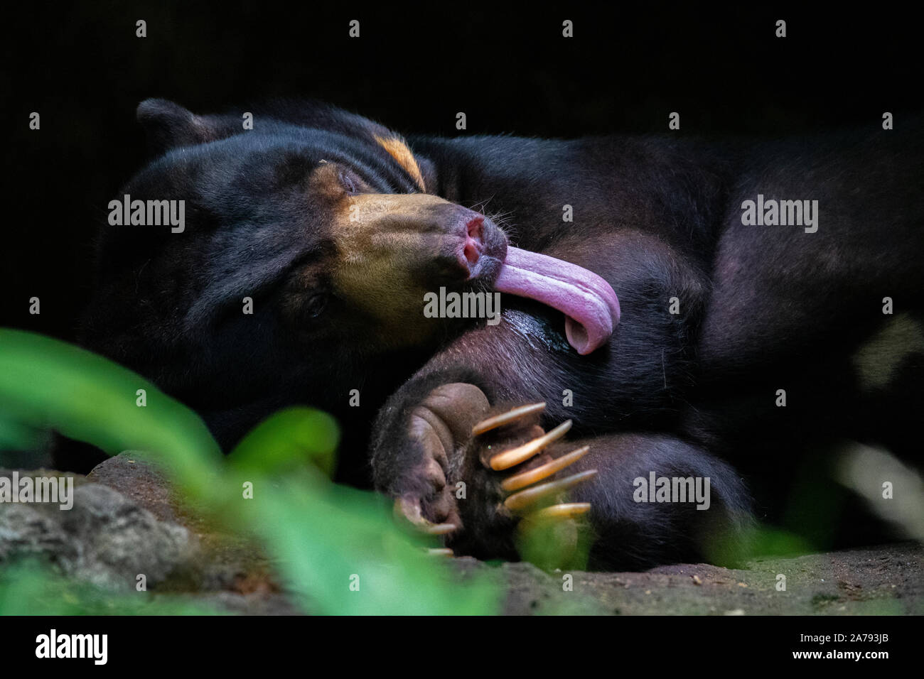 Sun Bear Licking itself lying down at the Singapore Zoo Stock Photo