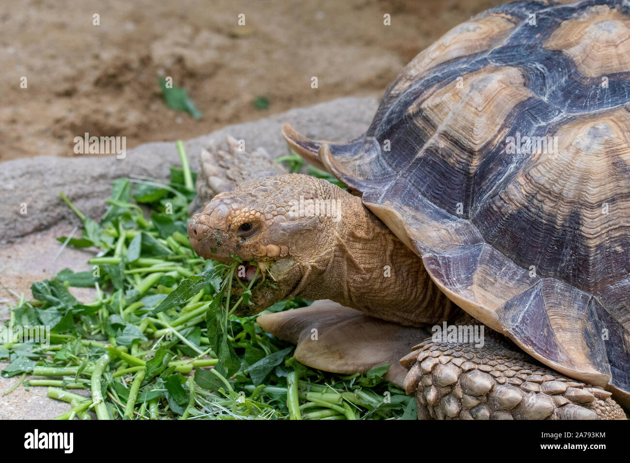 Tortoise eating leafy greens at Singapore Zoo Stock Photo - Alamy