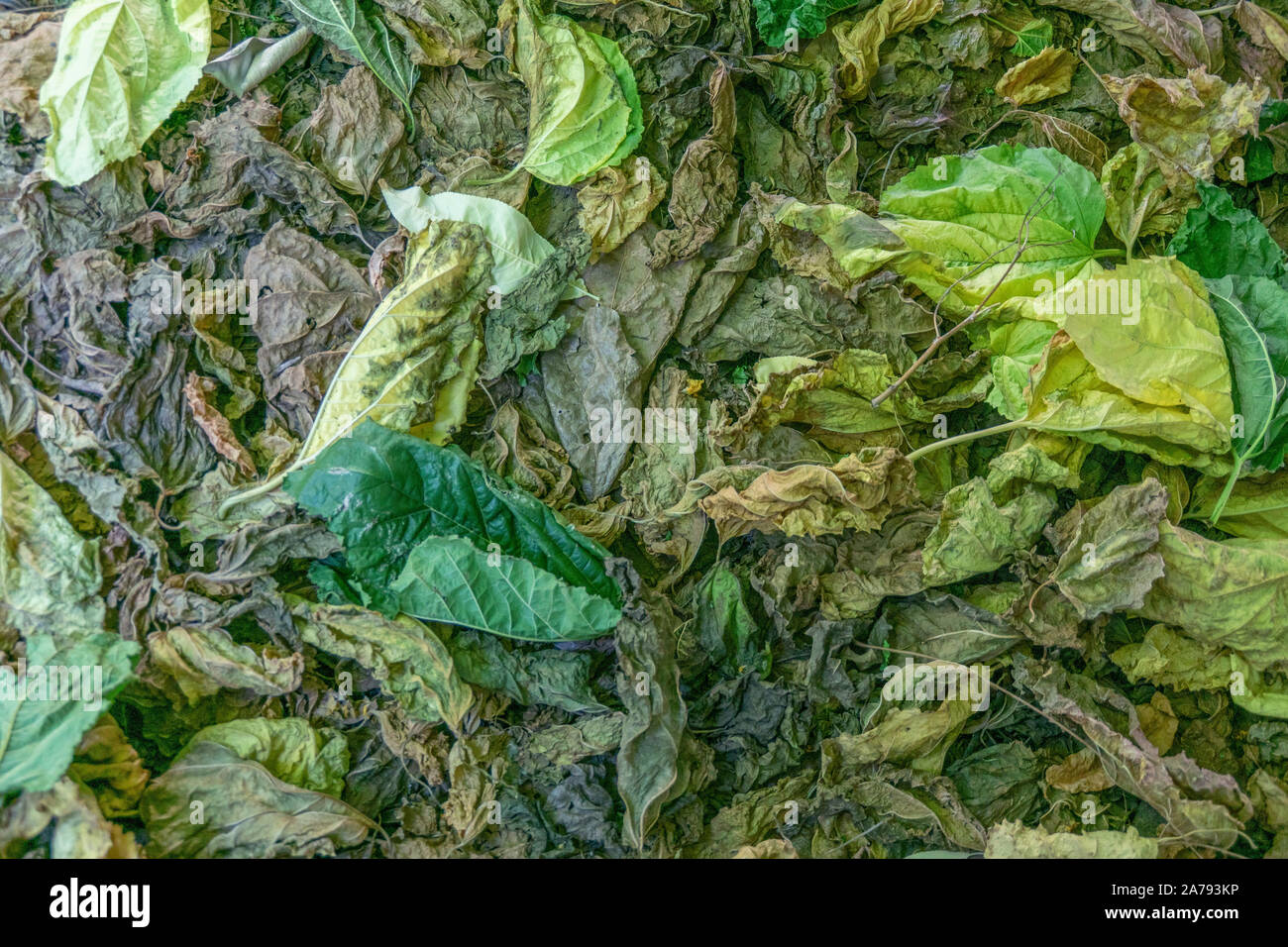 Leaf litter which has been photographed from above to show a pattern suitable for a background Stock Photo