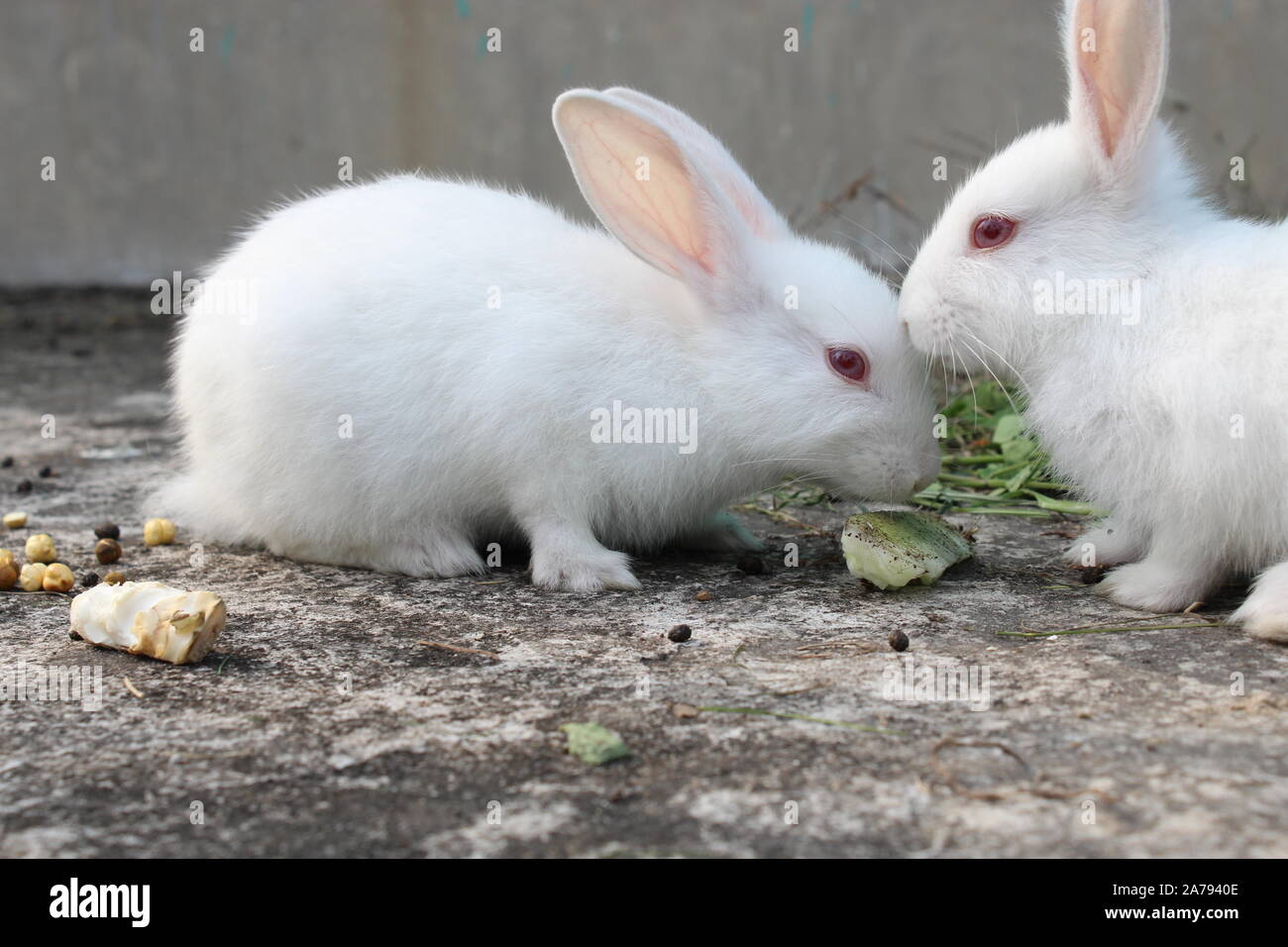 two baby rabbits playing & enjoying on the rooftop Stock Photo Alamy