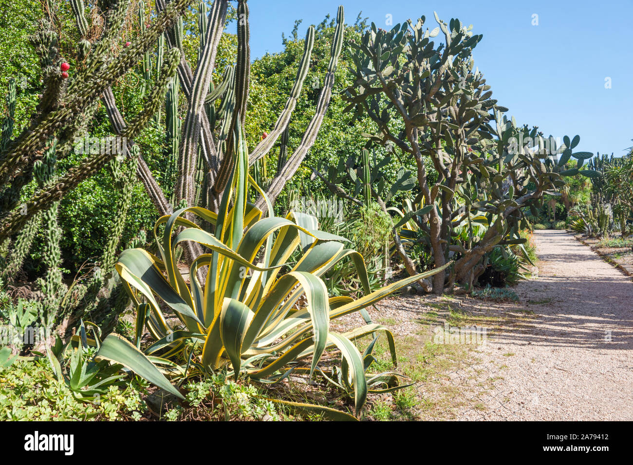Cactus wild plant portugal hi-res stock photography and images - Alamy