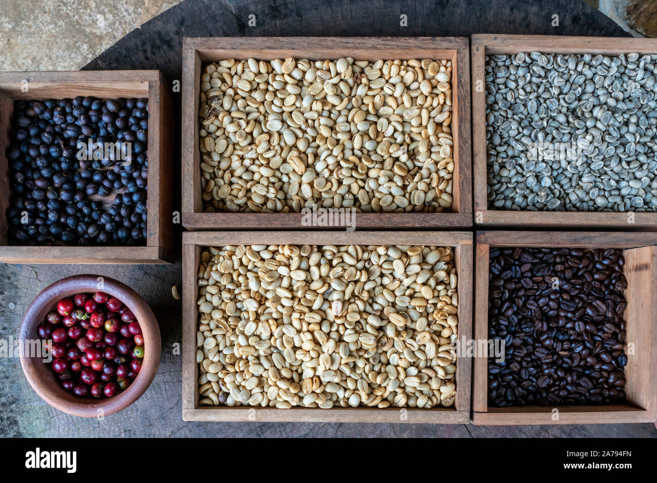 coffee beans,nuts, coffee plantation, Laos, Asia Stock Photo Alamy