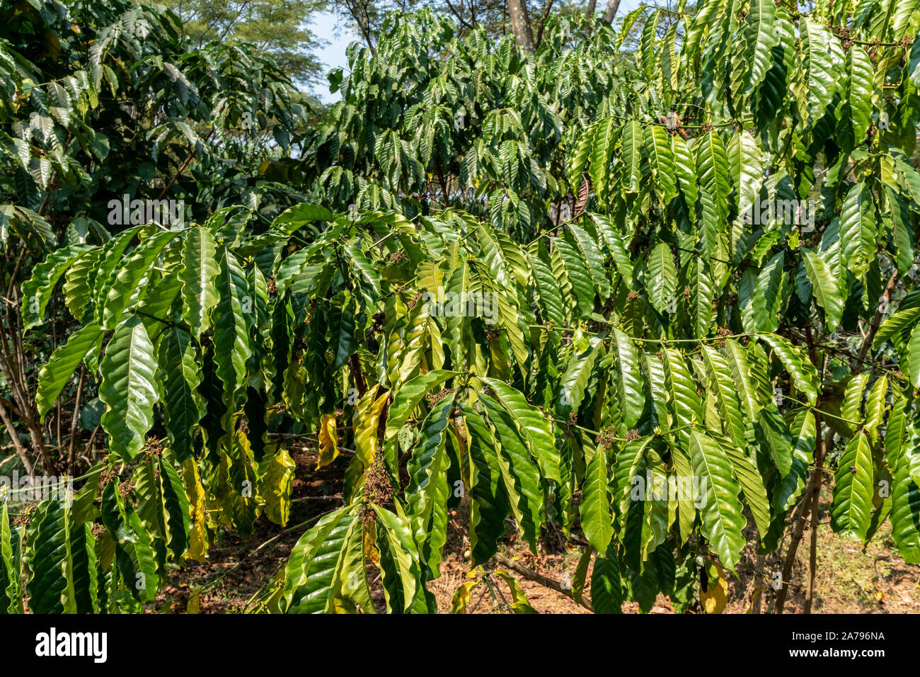 coffee plantation, Bolaven Plateau, Laos, Asia, Stock Photo