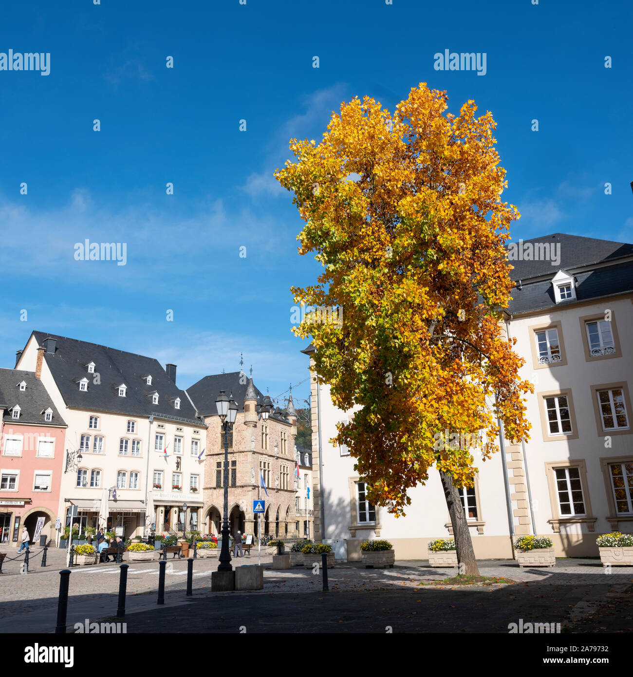 colorful maple tree in luxemburg town of echternach in the fall Stock Photo