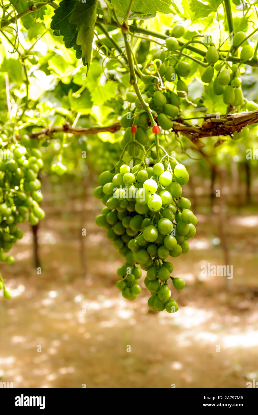 Grapes on the vine in a natural Northern Cape South African vineyard Stock Photo Alamy