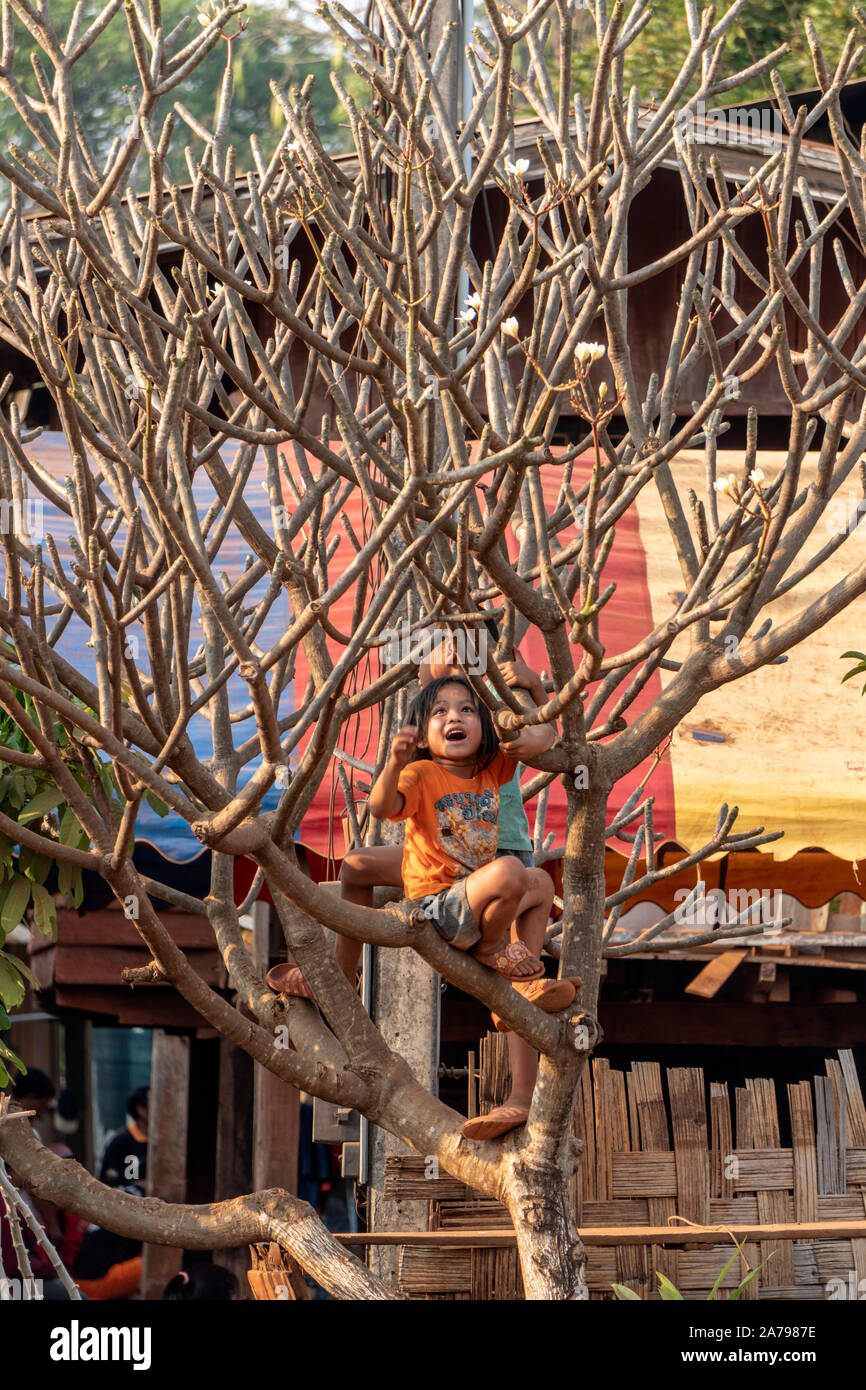 children playing in a tree in South Laos Stock Photo