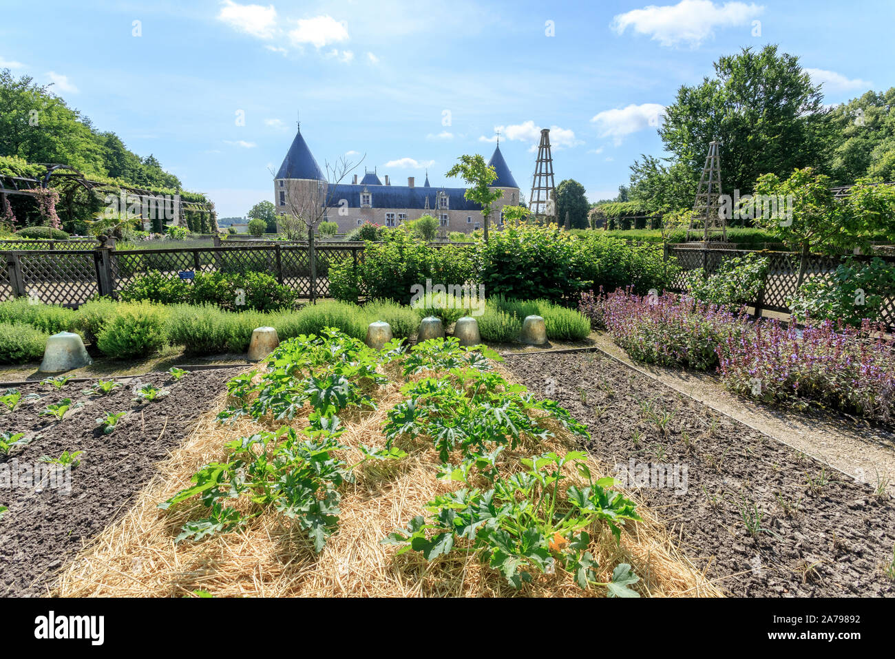 France, Loiret, Chilleurs aux Bois, Chateau de Chamerolles Park and Gardens, the Jardin Renaissance, vegetable garden square, zucchini plantation // F Stock Photo