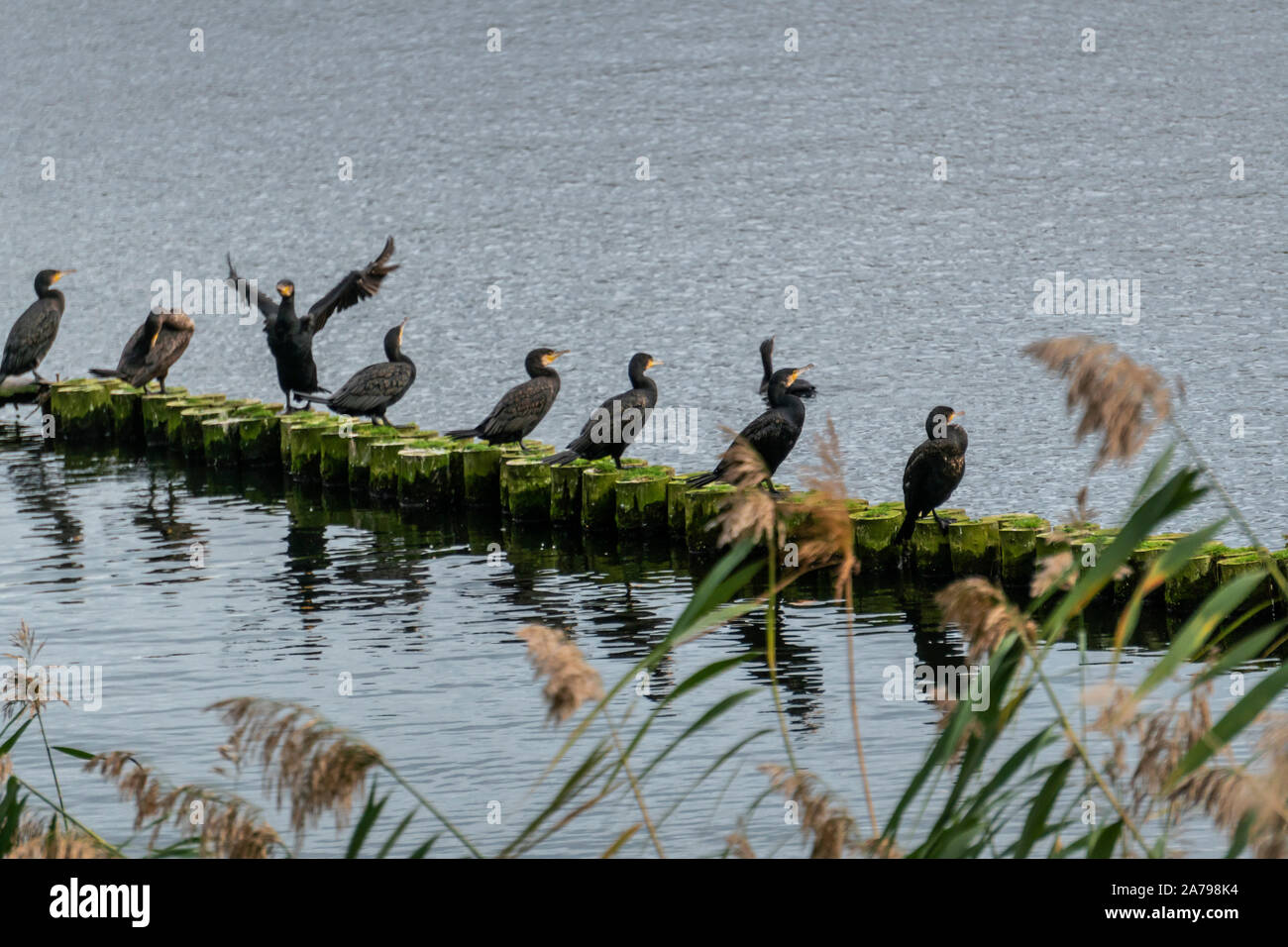 cormorant, Phalacrocorax, lake Rumelsbucht, Berlin Stock Photo
