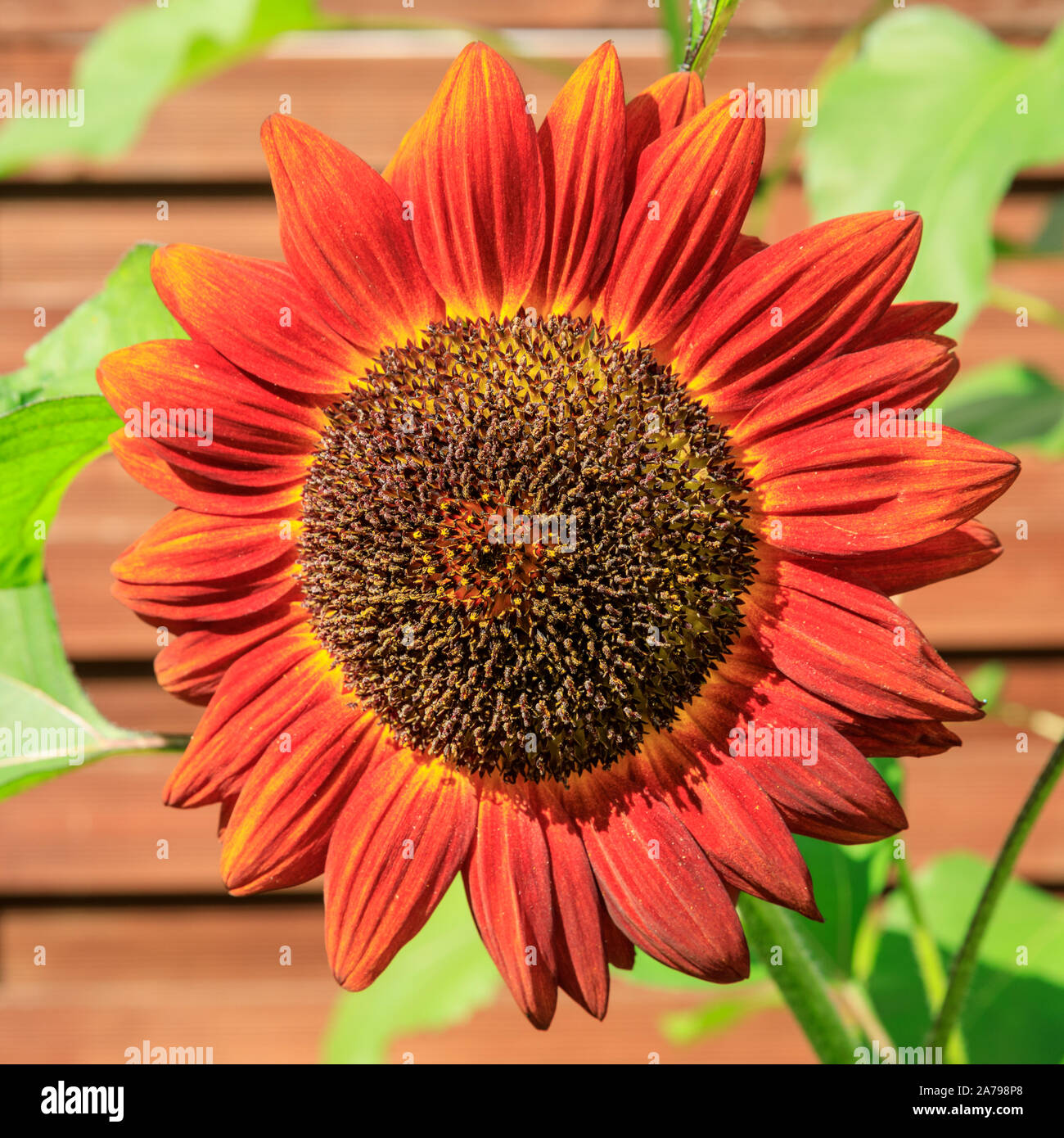Square format close up of orange common sun flower (helianthus anuus), blossoming in sunshine Stock Photo