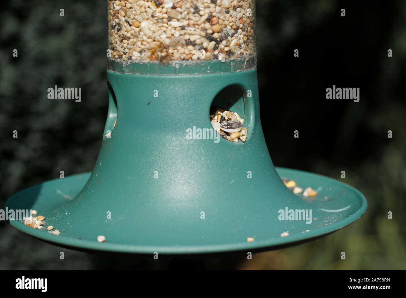 Woman S Holding Bird Seed Feeder Garden Wild Bird Feeder Stock