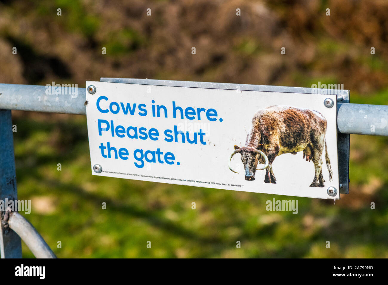 Cows in here. Please shut the gate. sign attached to a metal gate. Stock Photo
