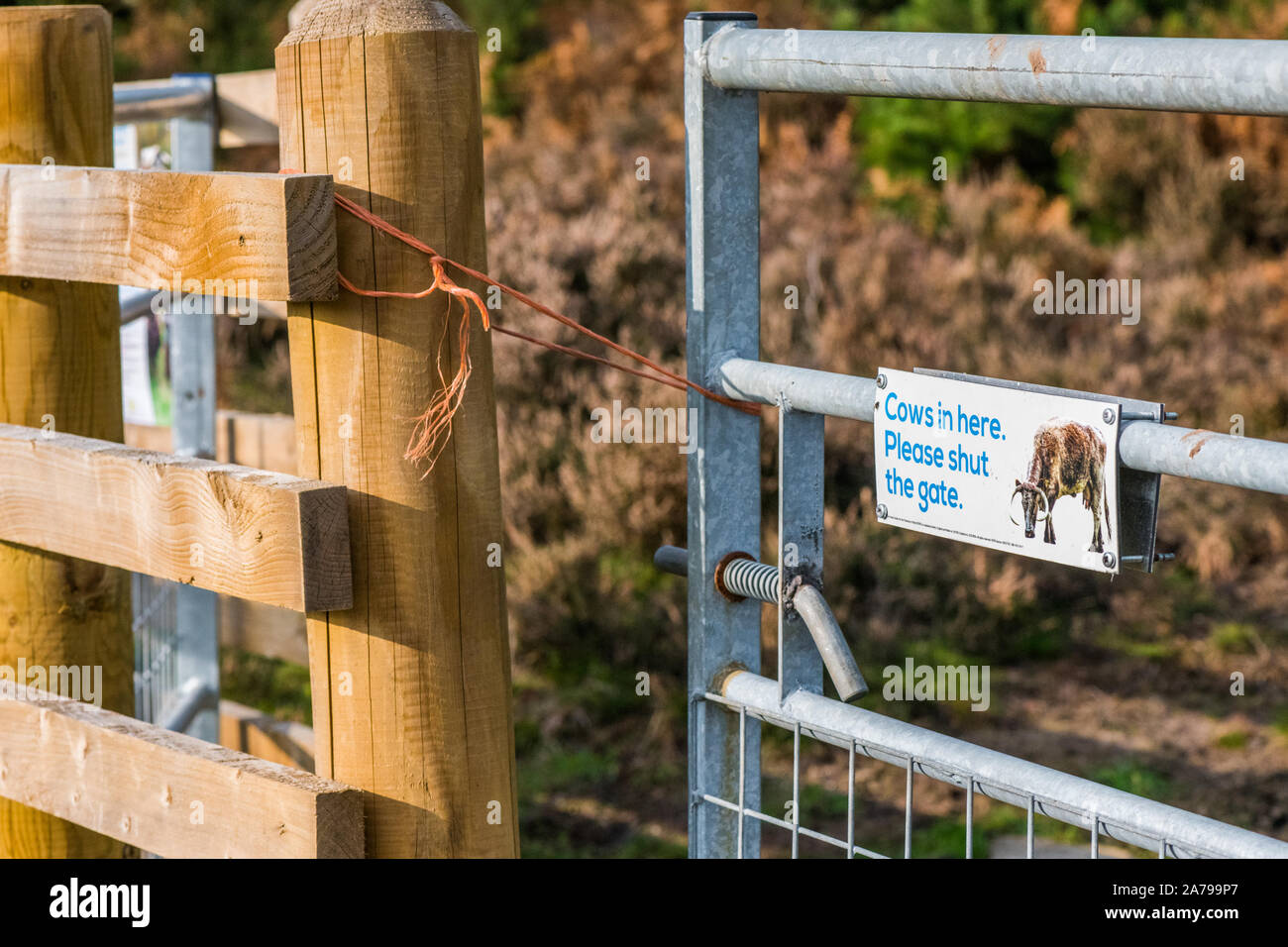 Cows in here. Please shut the gate. sign attached to a metal gate. Stock Photo