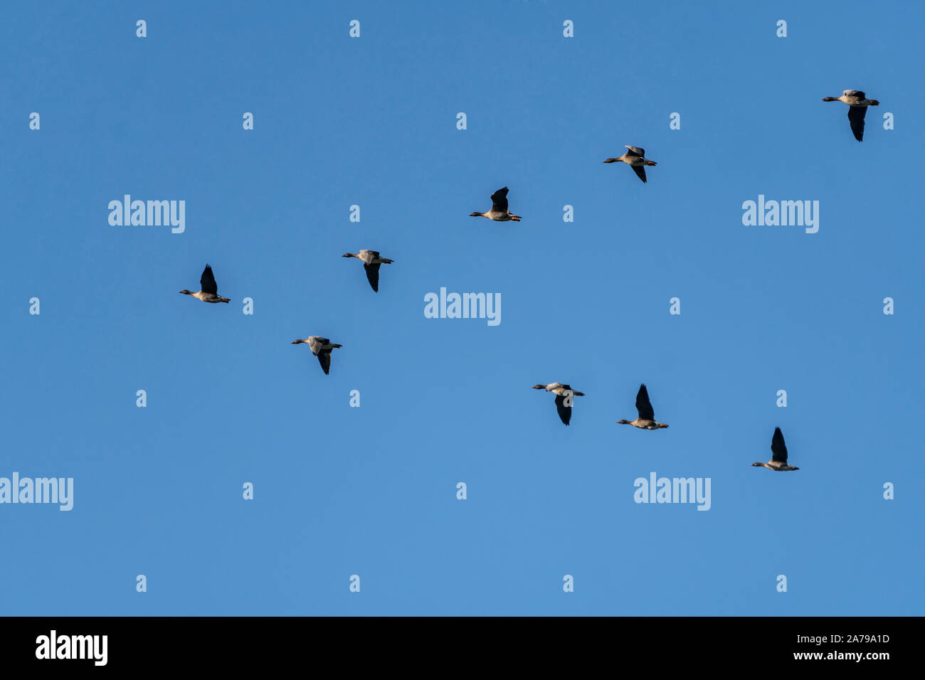 Bean Geese (Anser fabalis) , flight formation, Brandenburg, Germanynear Linum in Brandenburg, Germany Stock Photo