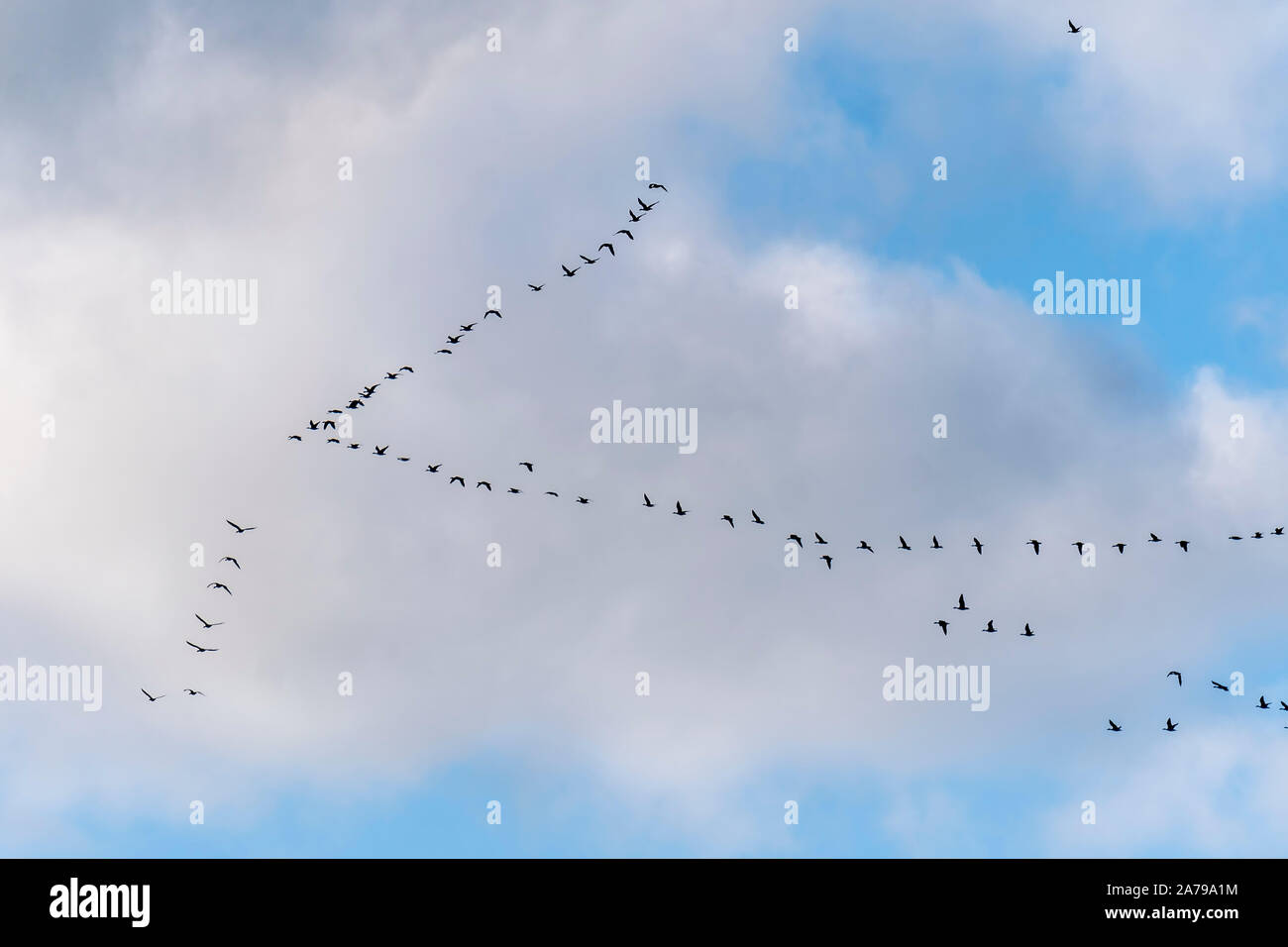 Bean Geese (Anser fabalis) flying in formation, Brandenburg, Germany Stock Photo