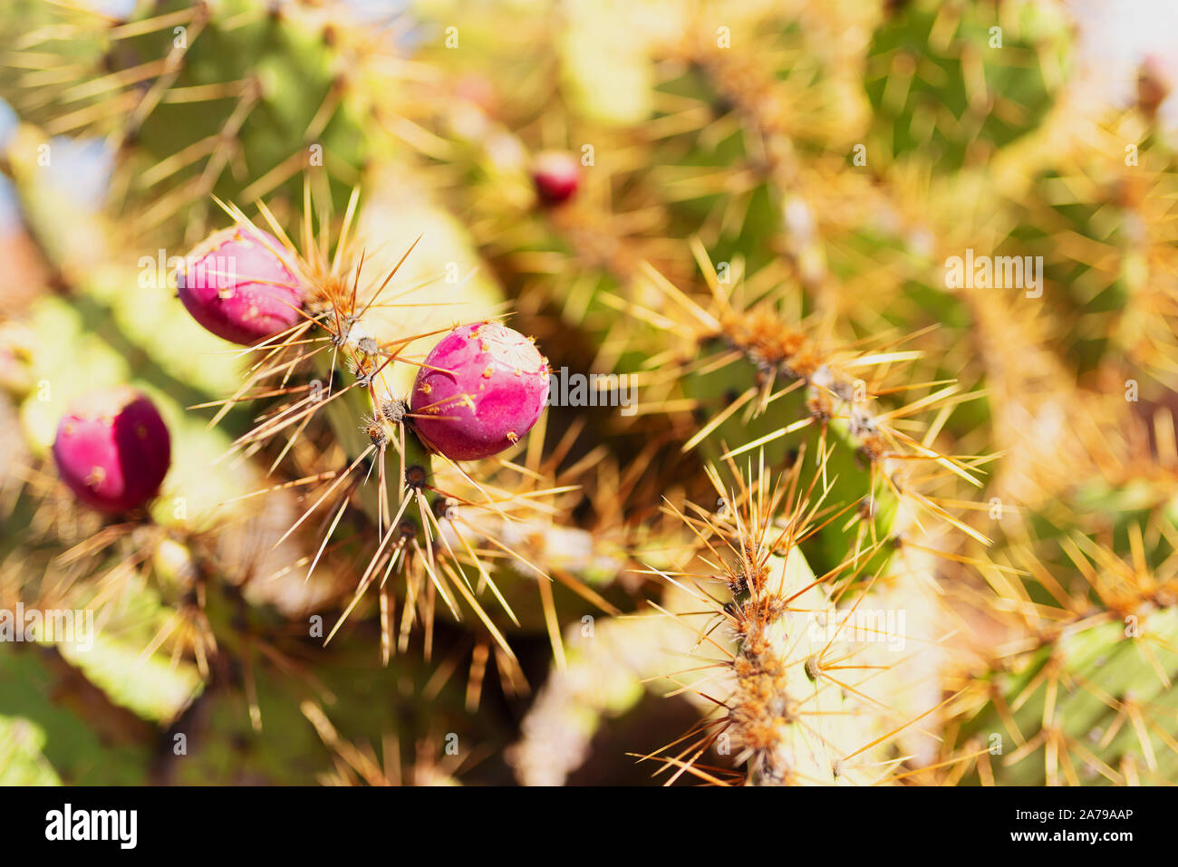 close-up of Opuntia ficus-indica, cactus pear or prickly pear, with red fruits Stock Photo