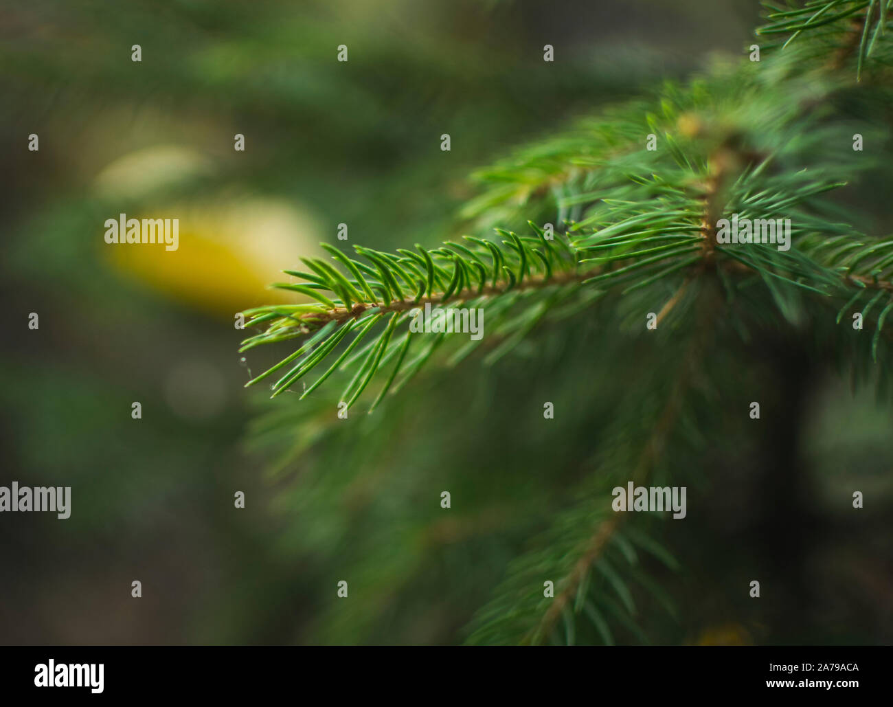 Selective focus of pine tree branches Stock Photo - Alamy