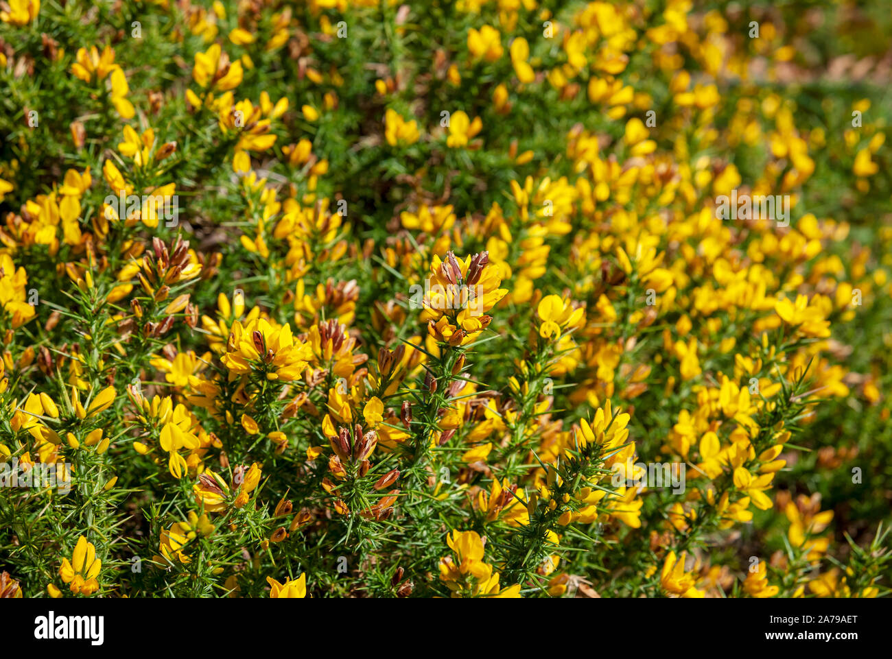 Close up of yellow flowers flower on gorse bush bushes England UK United Kingdom GB Great Britain Stock Photo