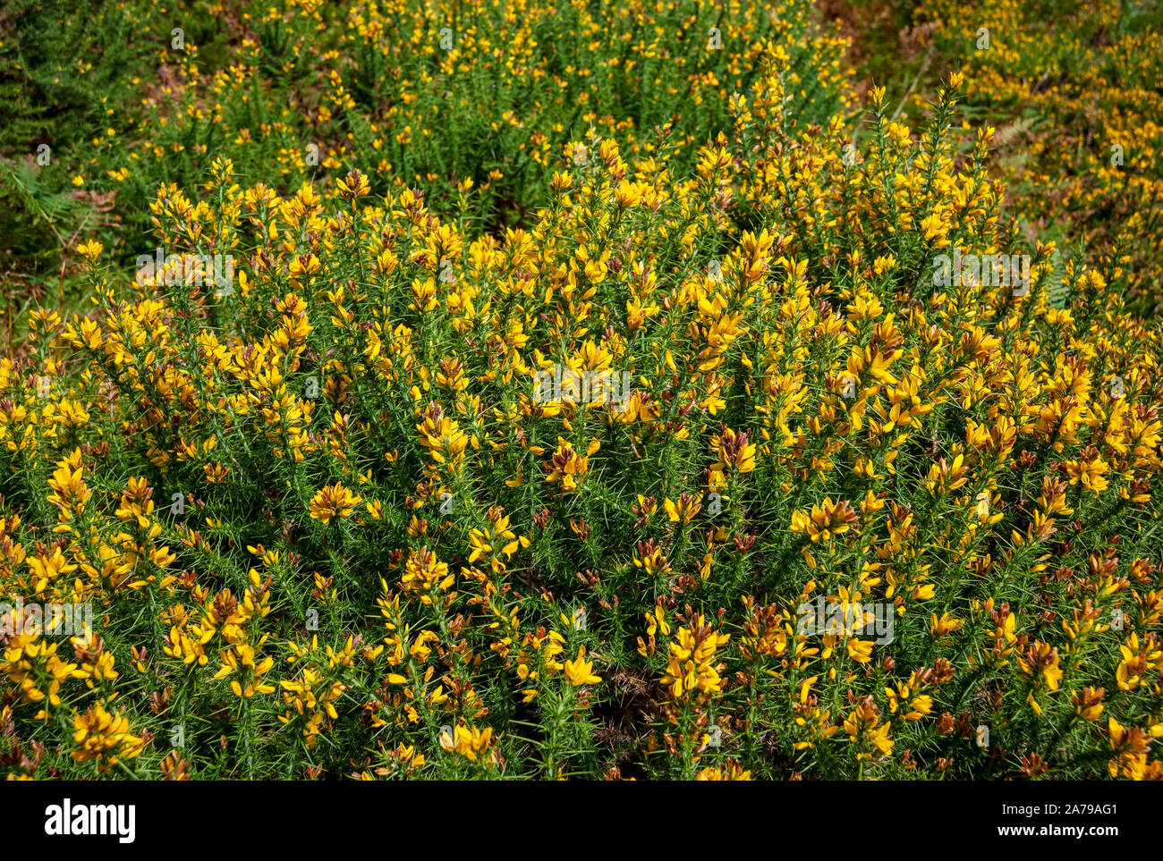 Yellow flowers flower on gorse bush bushes England UK United Kingdom GB Great Britain Stock Photo