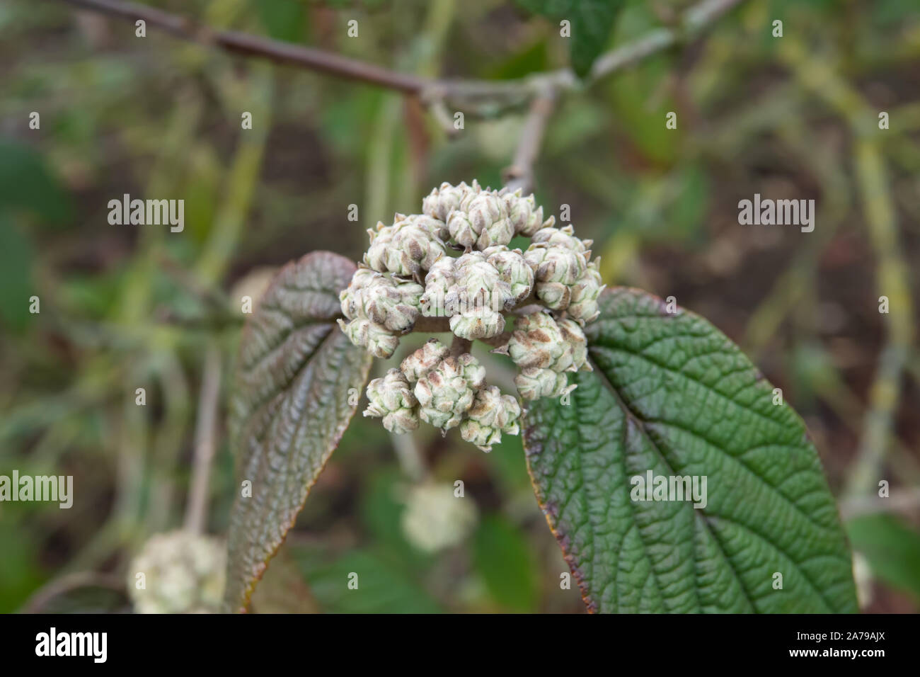 Leatherleaf viburnum hires stock photography and images Alamy