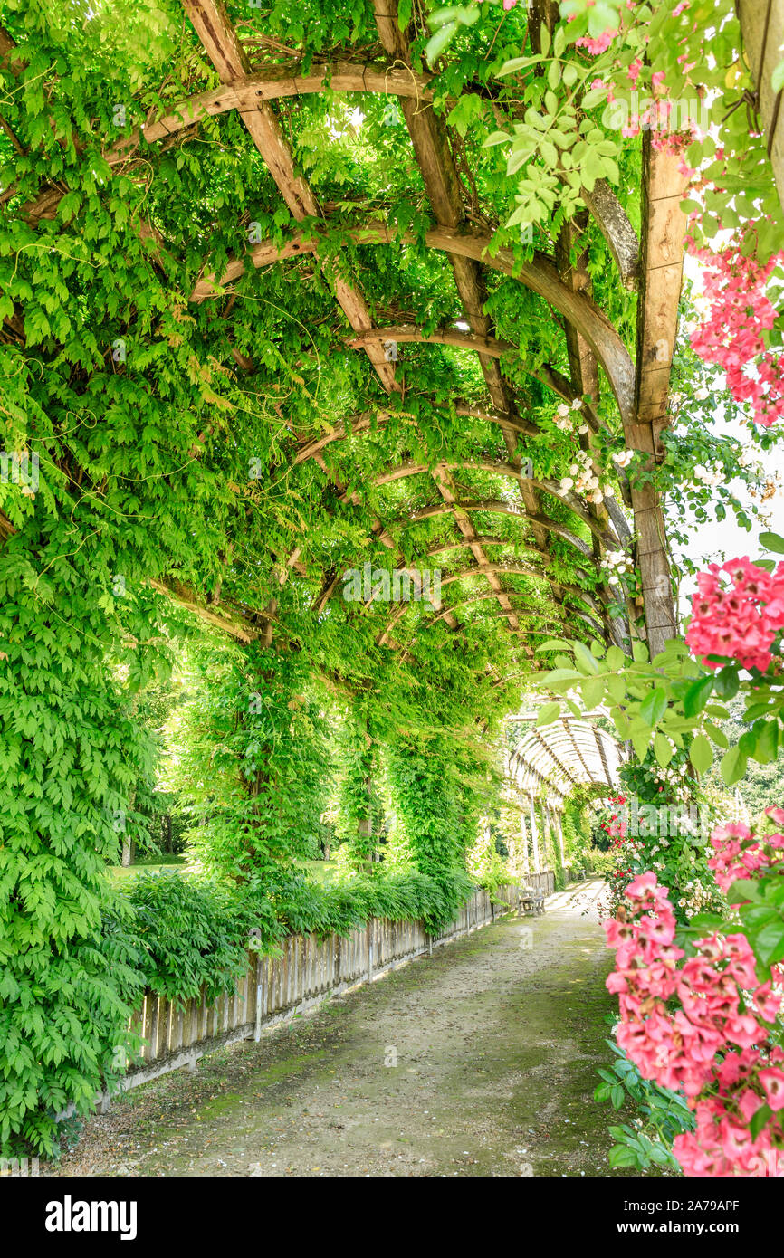 France, Loiret, Chilleurs aux Bois, Chateau de Chamerolles Park and Gardens, long and high pergola covered with climbing roses, liana roses, wisteria, Stock Photo