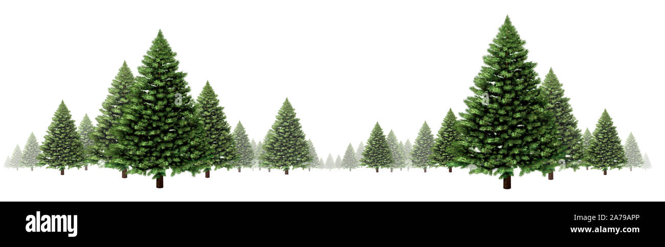 Evergreen tree and pine tree horizontal winter border design with a group of green Christmas trees on a white background as a festive forest. Stock Photo