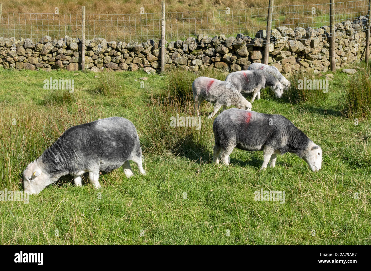 Herdwick sheep grazing in pasture near Buttermere in summer Lake District National Park Cumbria England UK United Kingdom GB Great Britain Stock Photo