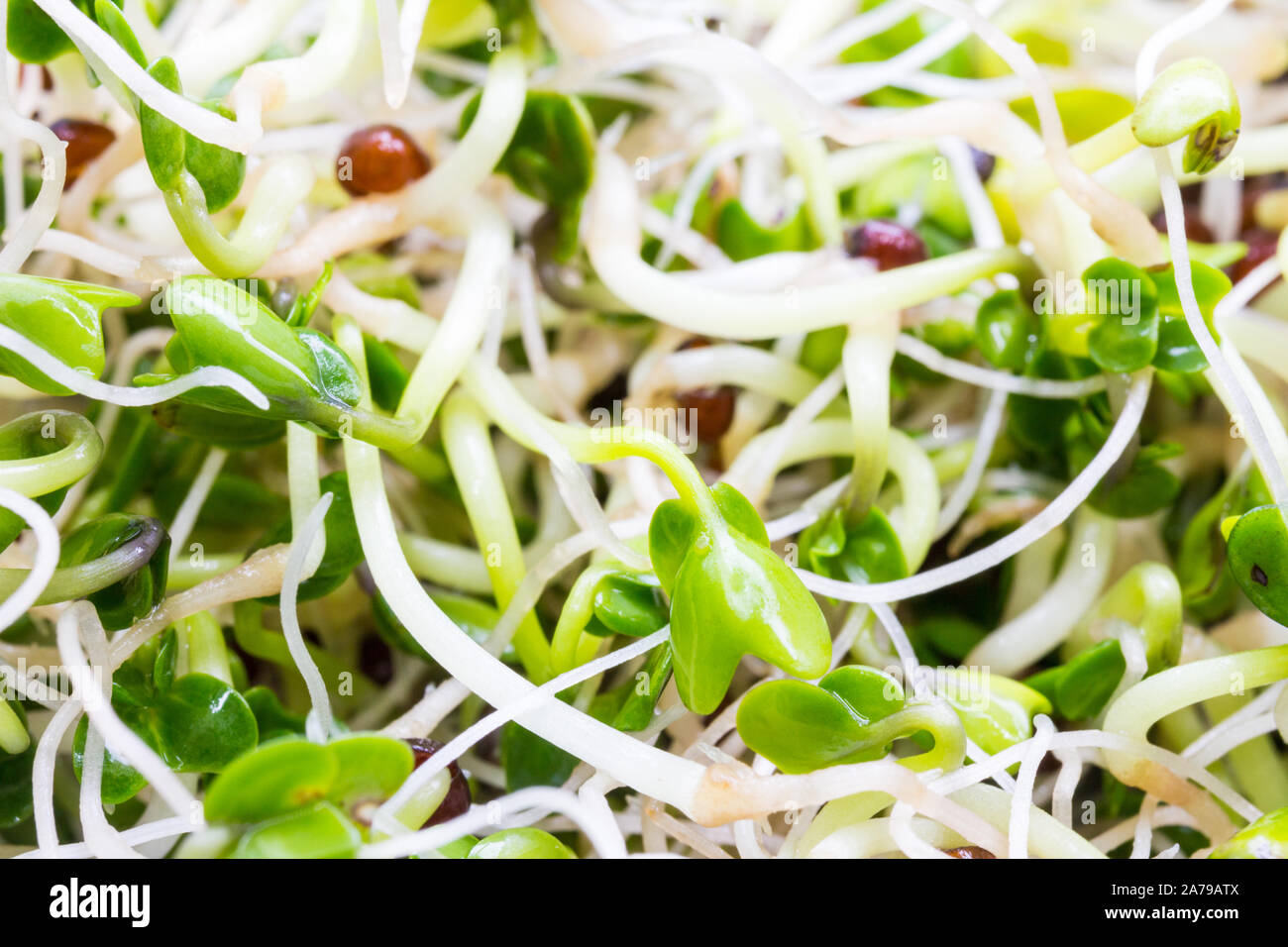 Broccoli sprout hires stock photography and images Alamy