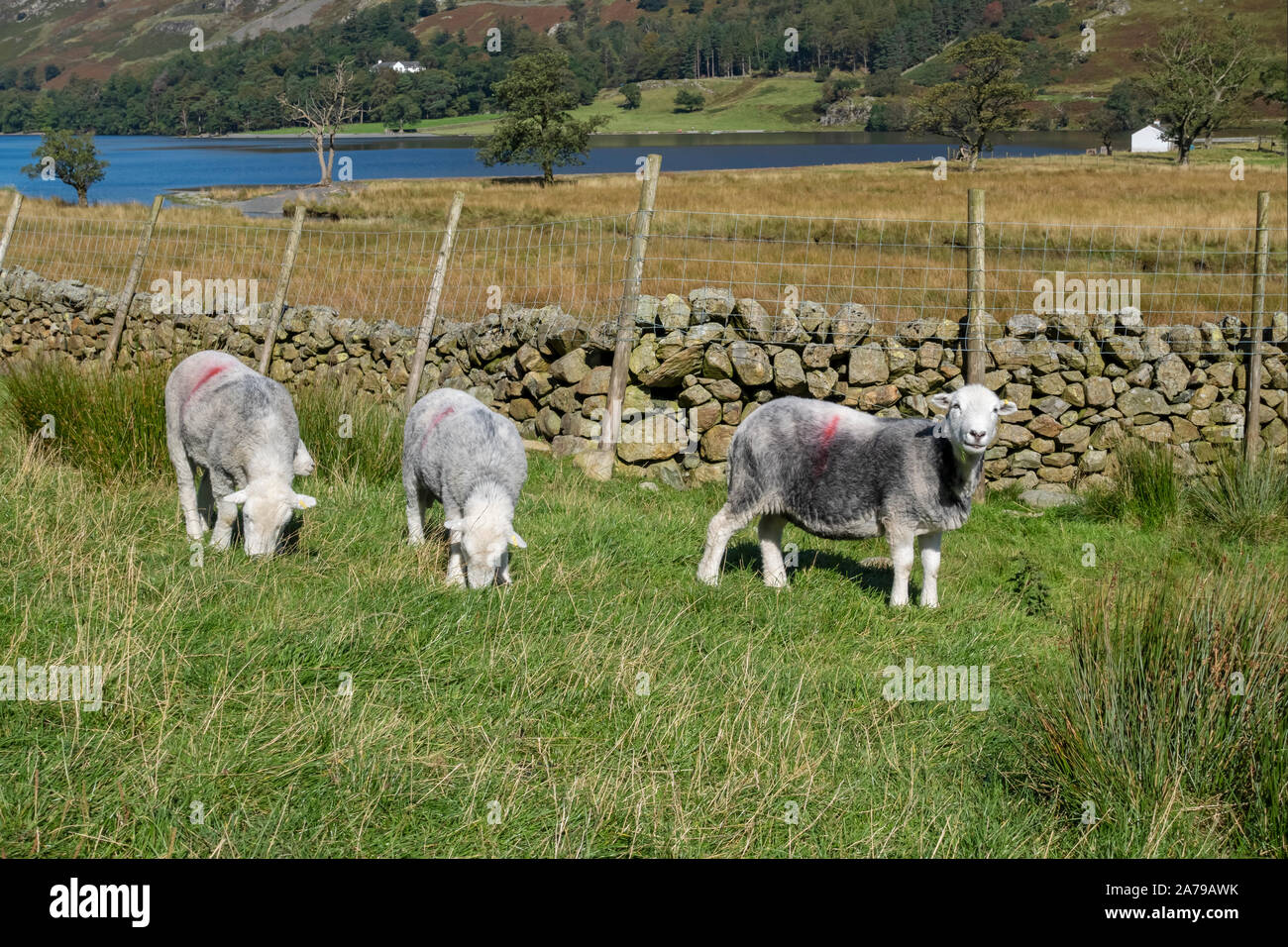 Herdwick sheep grazing in pasture near Buttermere in summer Lake District National Park Cumbria England UK United Kingdom GB Great Britain Stock Photo
