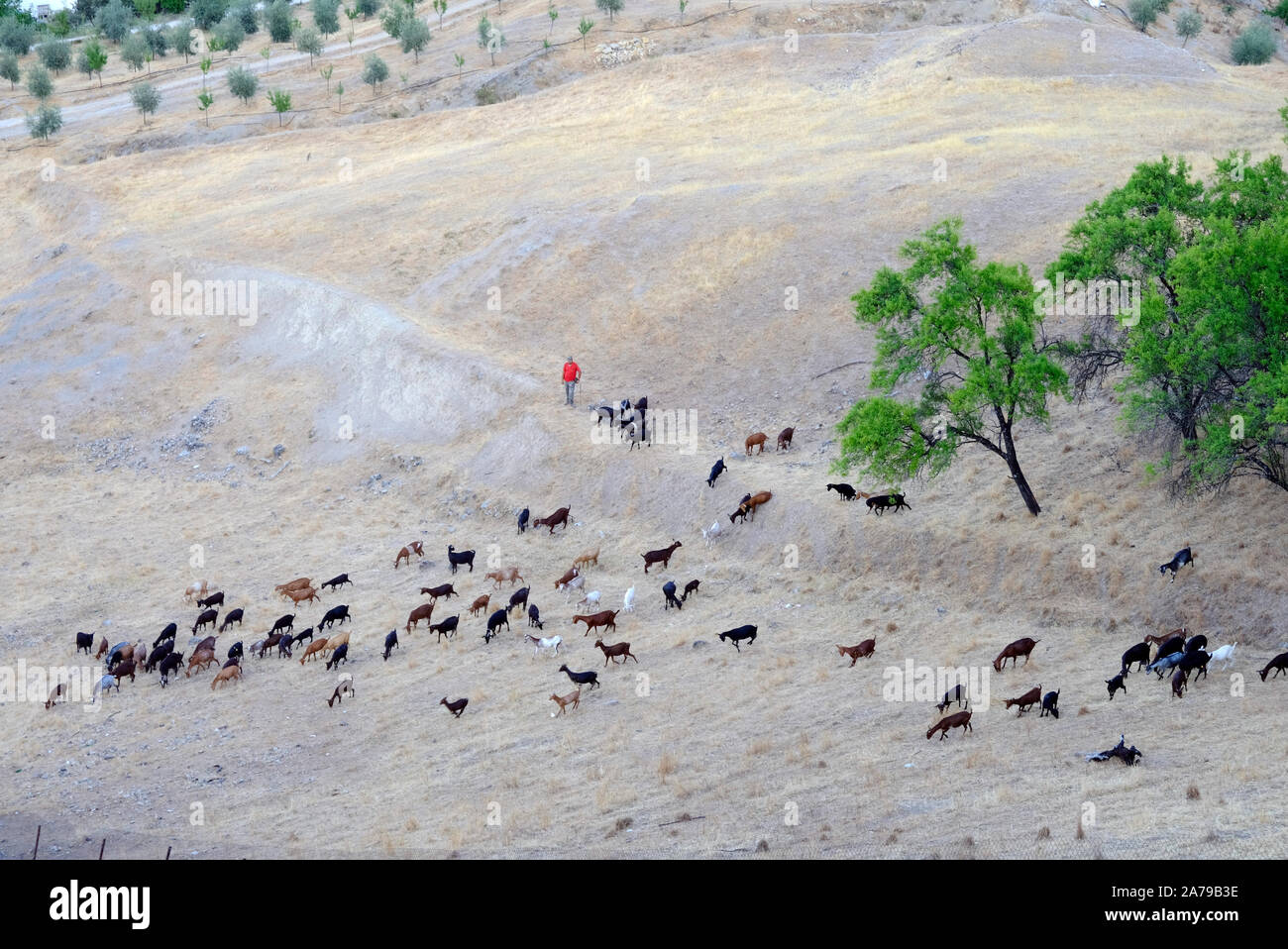 Goatherd tending his flock on the hillside at the end of a dry summer ...