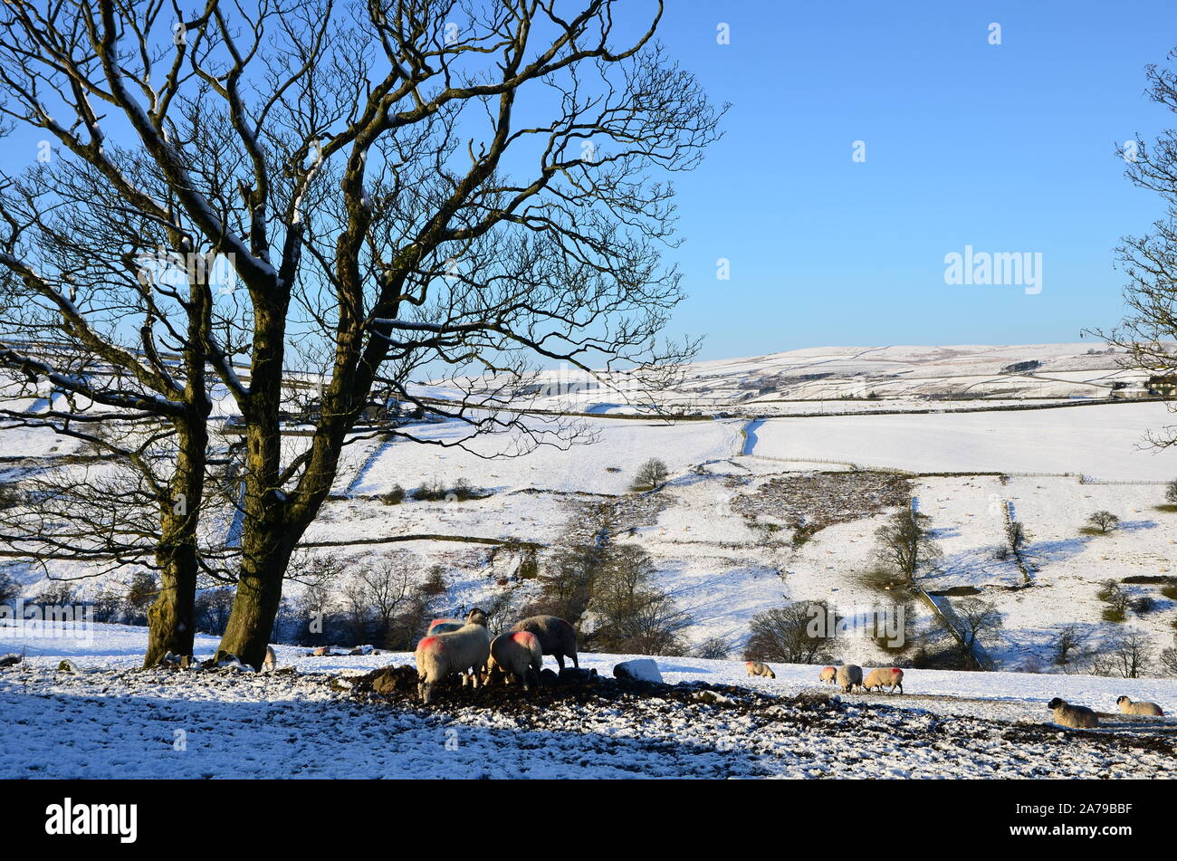 Snow on Haworth moor in winter sunshine, Bronte country, Yorkshire ...