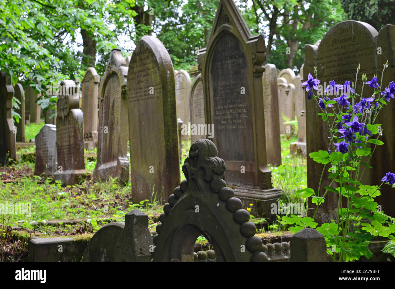 Flowers growing on a grave, Haworth Parsonage graveyard, Yorkshire