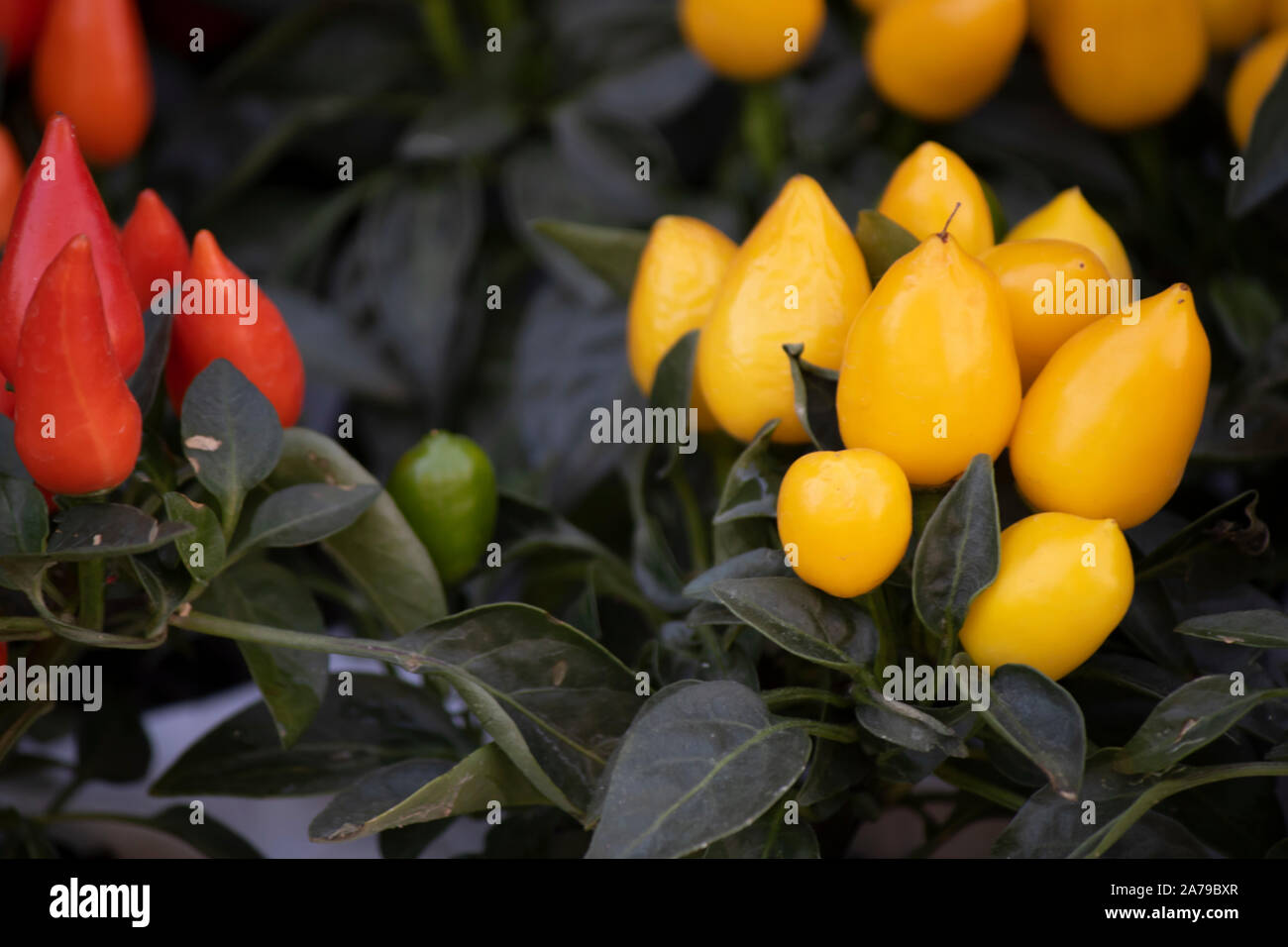 Capsicum Frutescens High Resolution Stock Photography And Images - Alamy