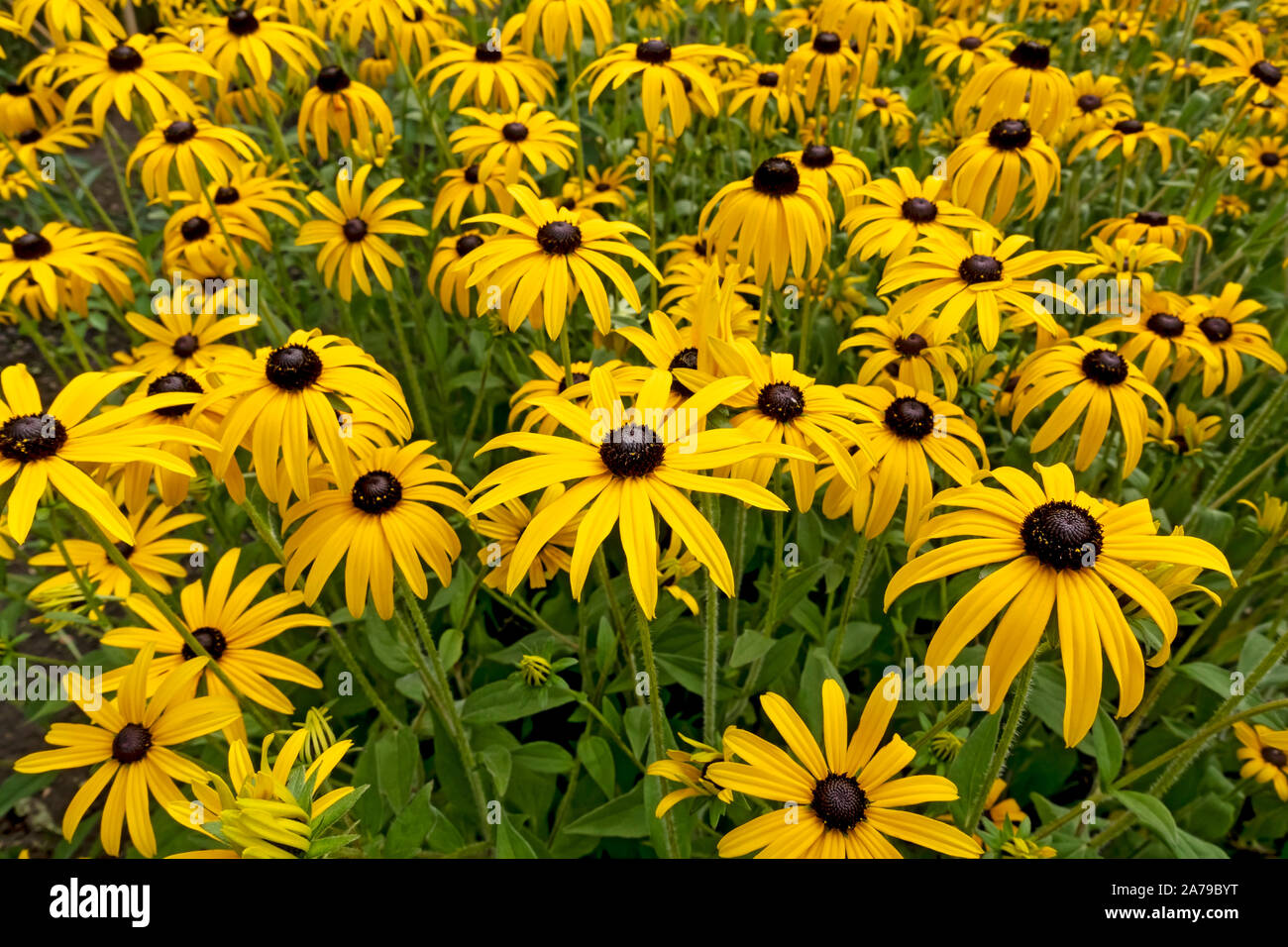 Close up of yellow rudbeckia rudbeckias coneflower coneflowers flower