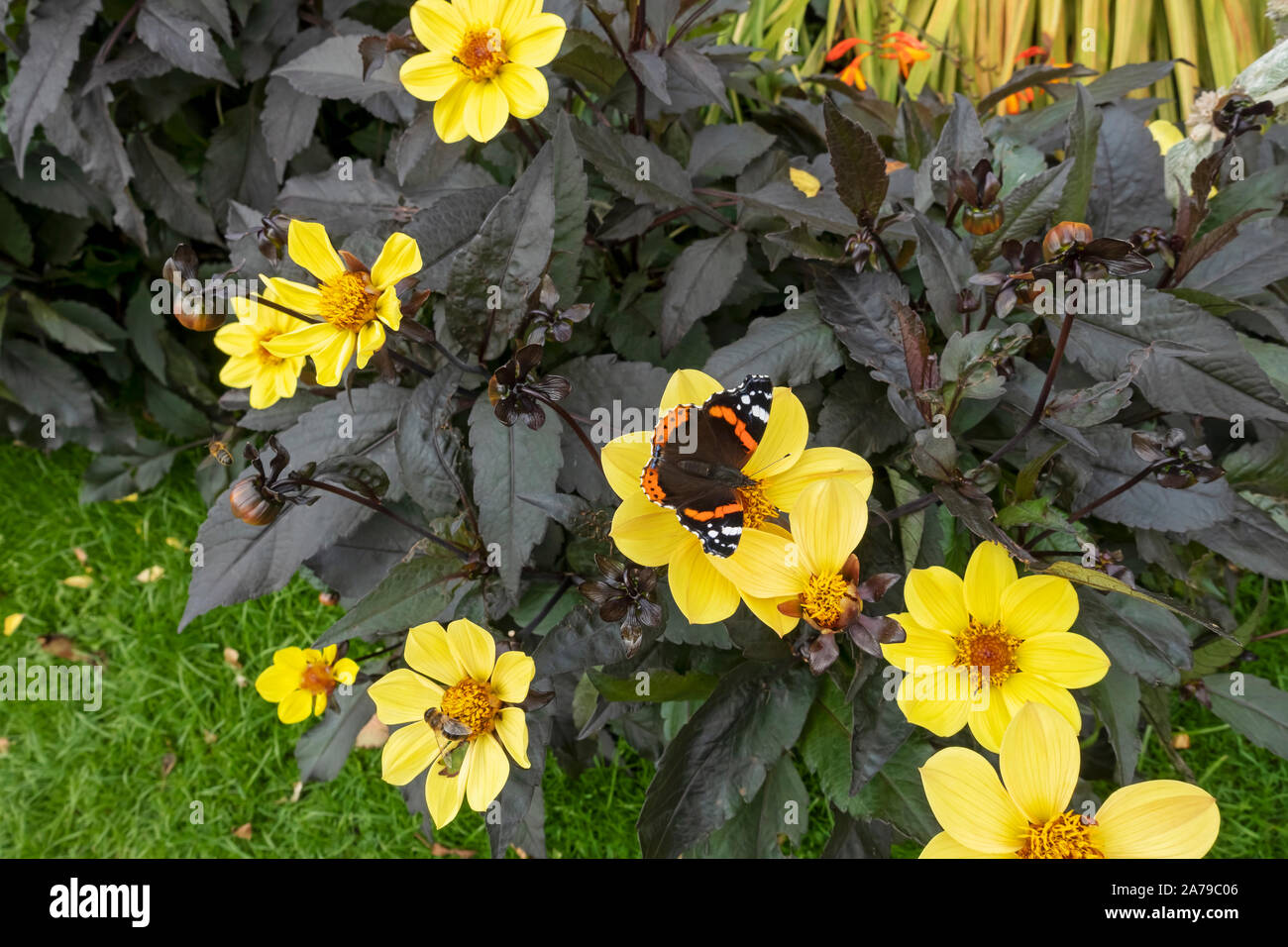 Red admiral butterfly on yellow dahlia dahlias flower flowering plant flowers in summer garden England UK United Kingdom GB Great Britain Stock Photo