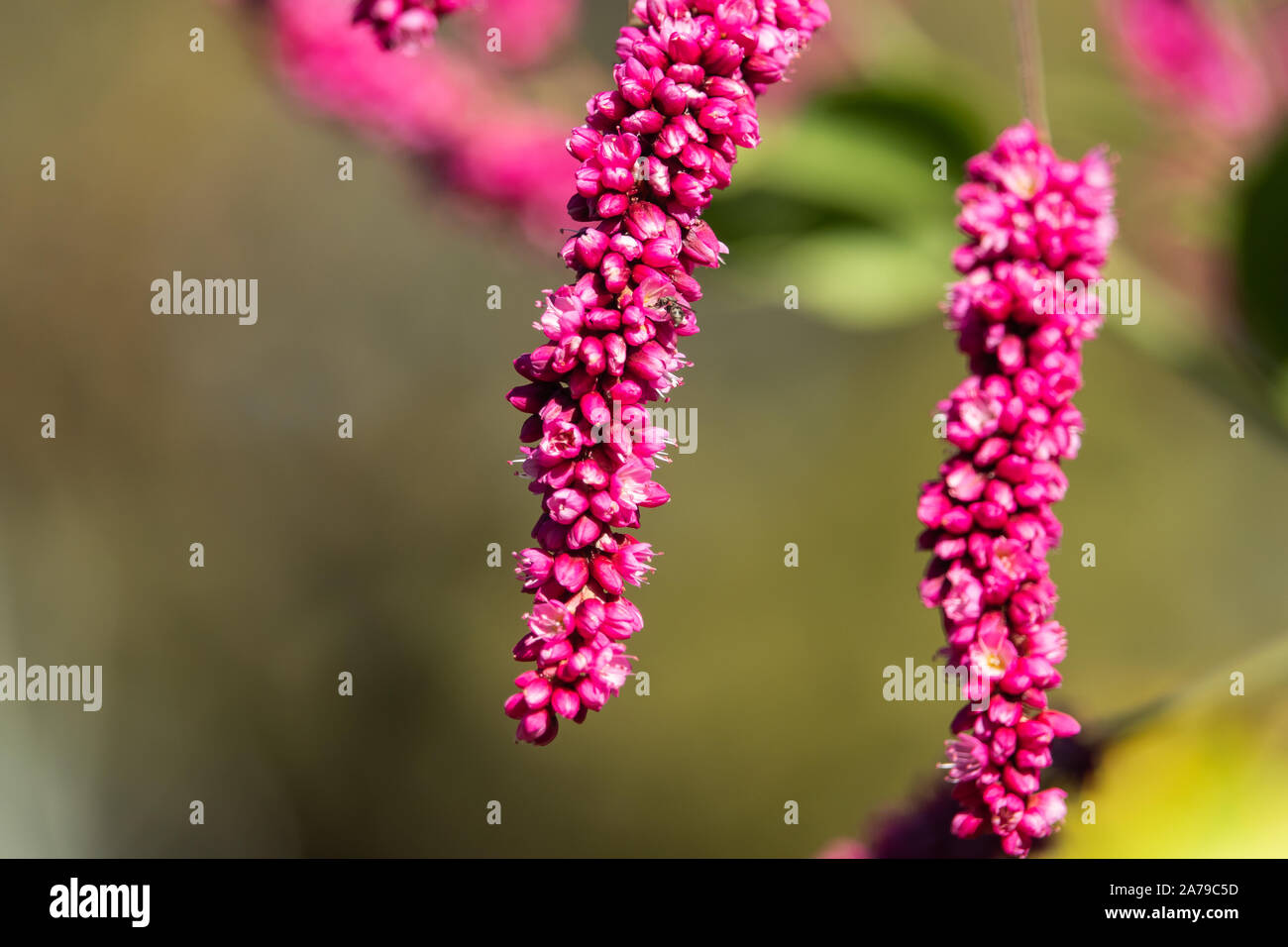 Kiss Me Over the Garden Gate Flowers in Bloom Stock Photo Alamy