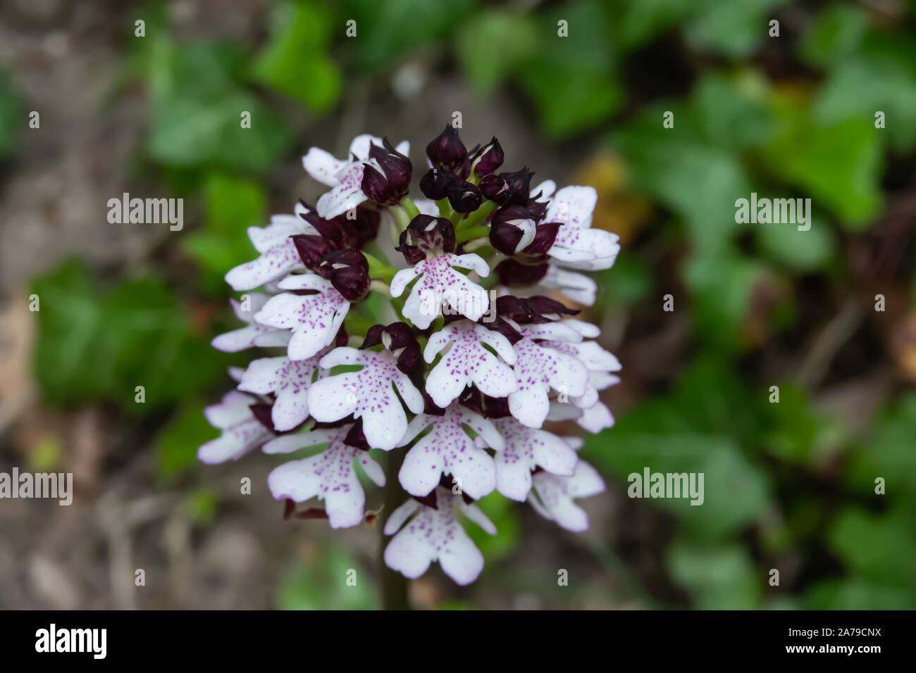 Lady Orchid Flowers in Bloom in Springtime Stock Photo