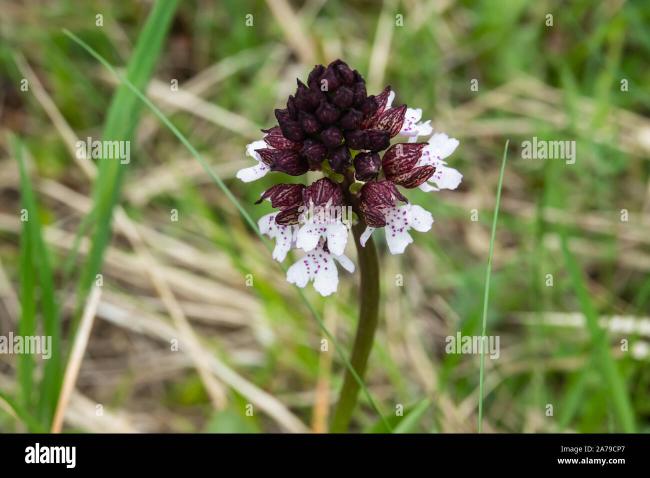 Lady Orchid Flowers in Bloom in Springtime Stock Photo