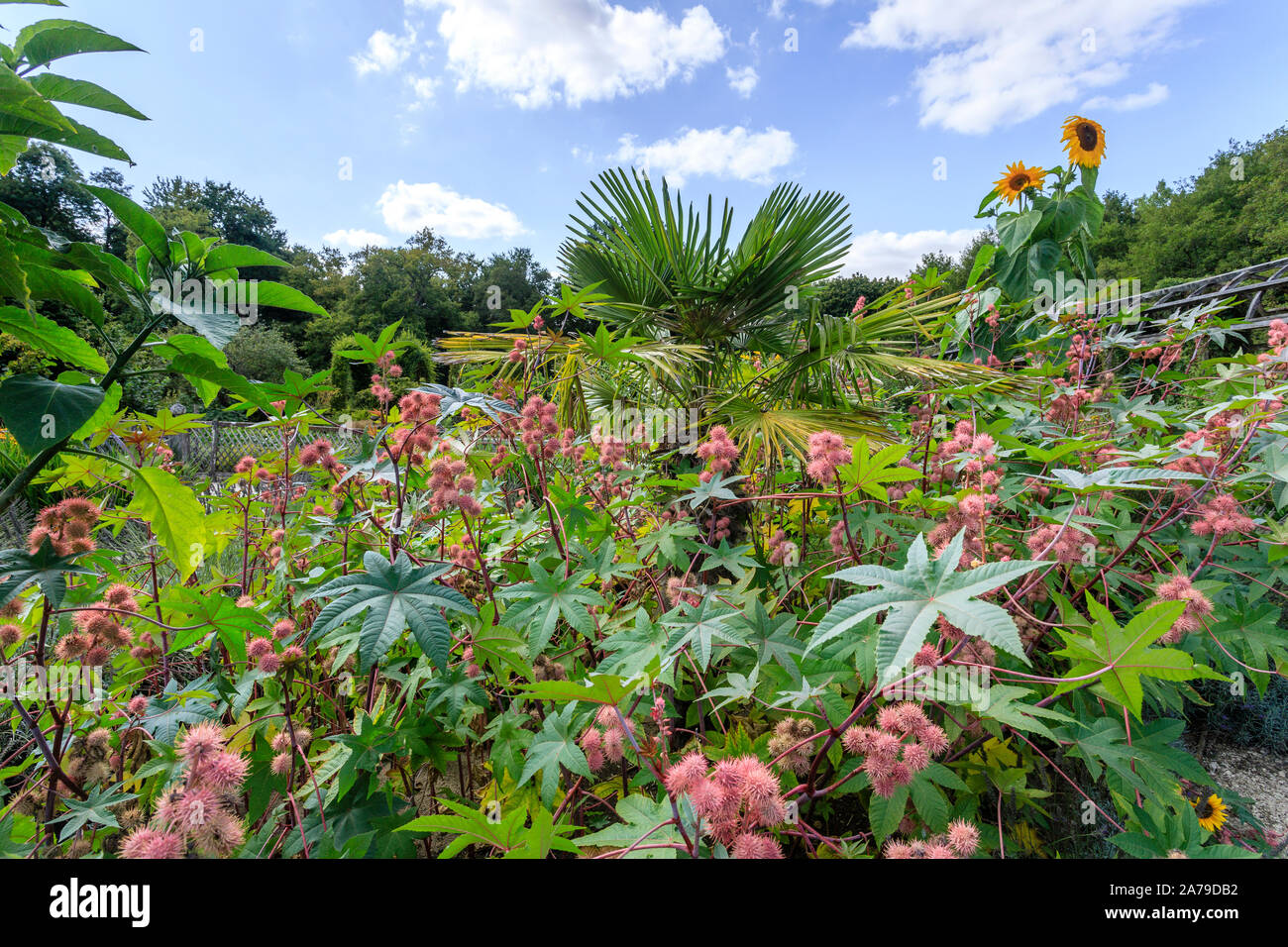 France, Loiret, Chilleurs aux Bois, Chateau de Chamerolles Park and Gardens, the Jardin Renaissance, summer atmosphere square with castor bean (Ricin Stock Photo