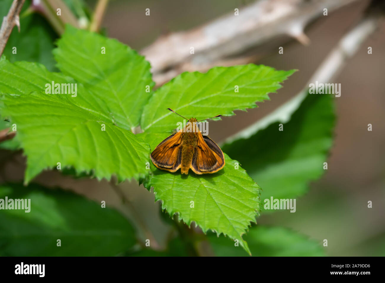 Large Skipper Butterfly on Leaf in Springtime Stock Photo