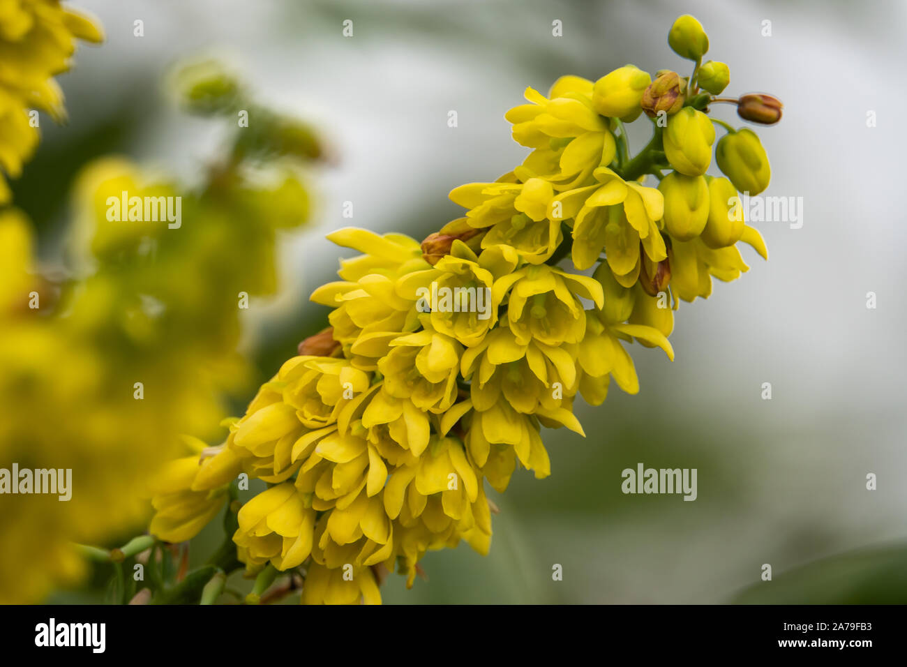My Walk With Food And Beautiful Plants And Flowers March 2015