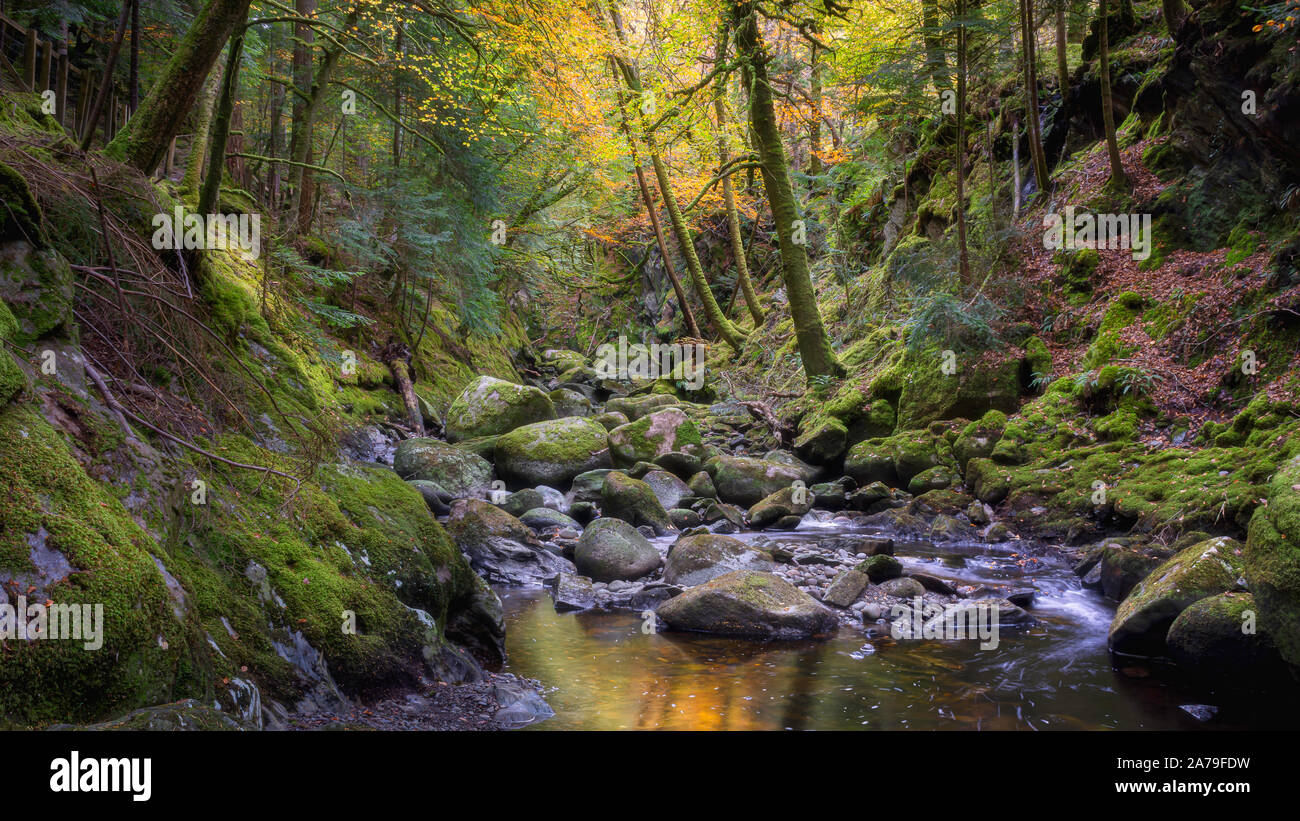 Stream with rocks in autumn coloured forest.Beautiful woodland scene ...