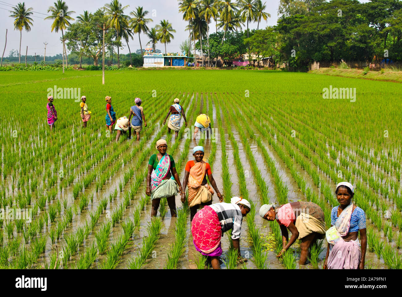 Rice Fields Of Tamil Nadu High Resolution Stock Photography and Images ...