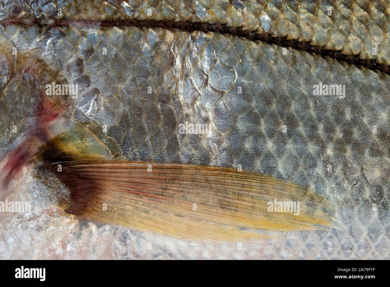 Close up shot of Bouche sea fish Trinidad Caribbean Isolated in white background Stock Photo